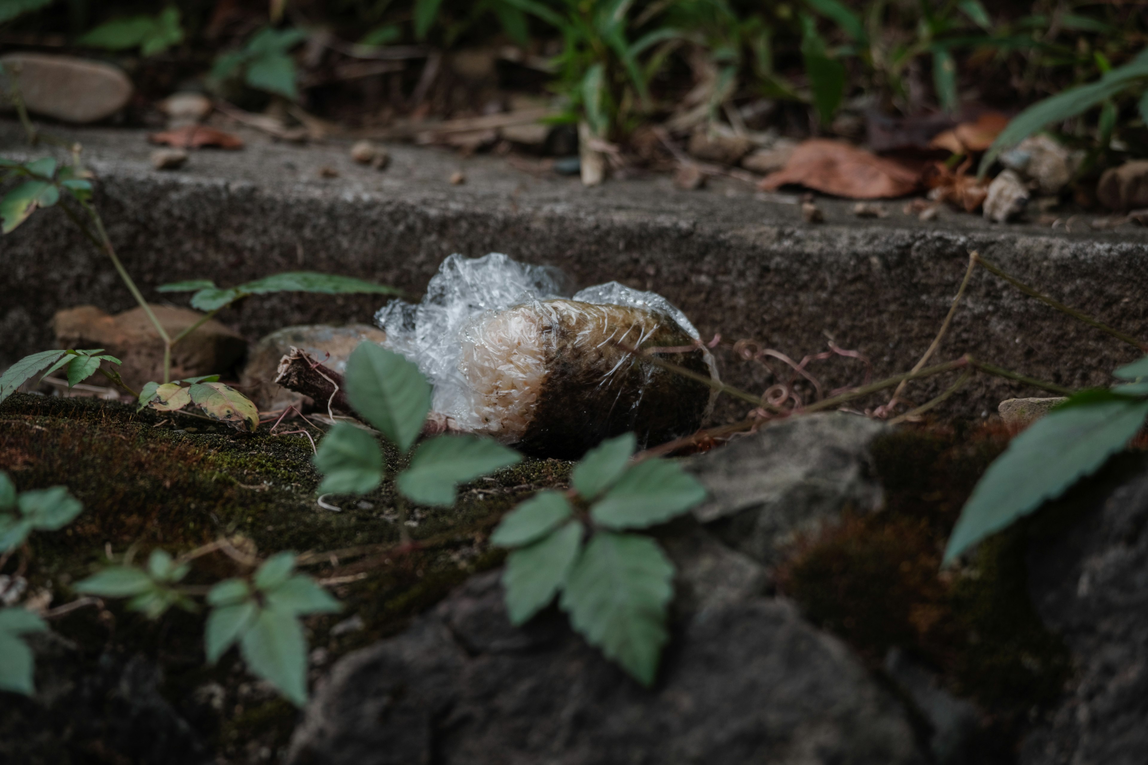 小石の上に置かれた透明なビニールで包まれた物体と周囲の緑の葉