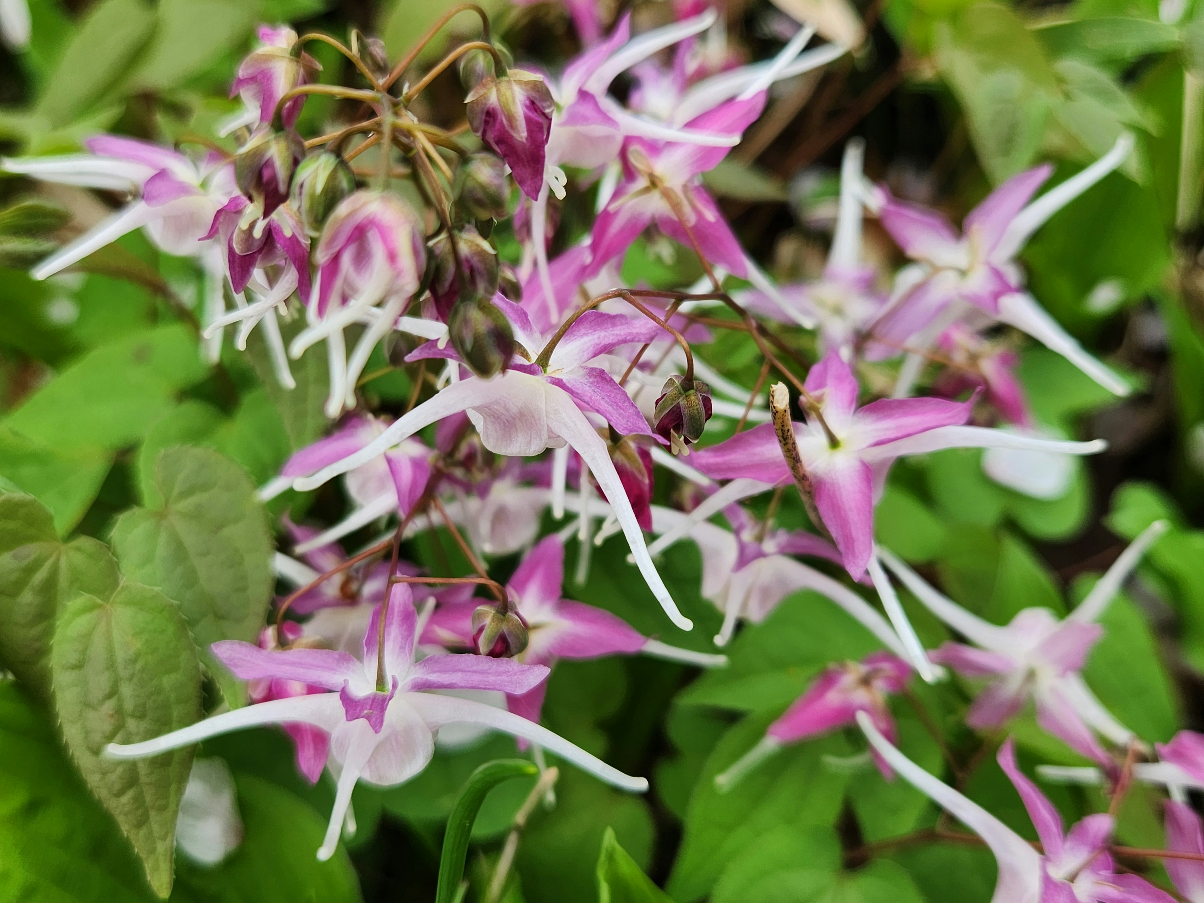 Büschel von pinken Blumen umgeben von grünen Blättern