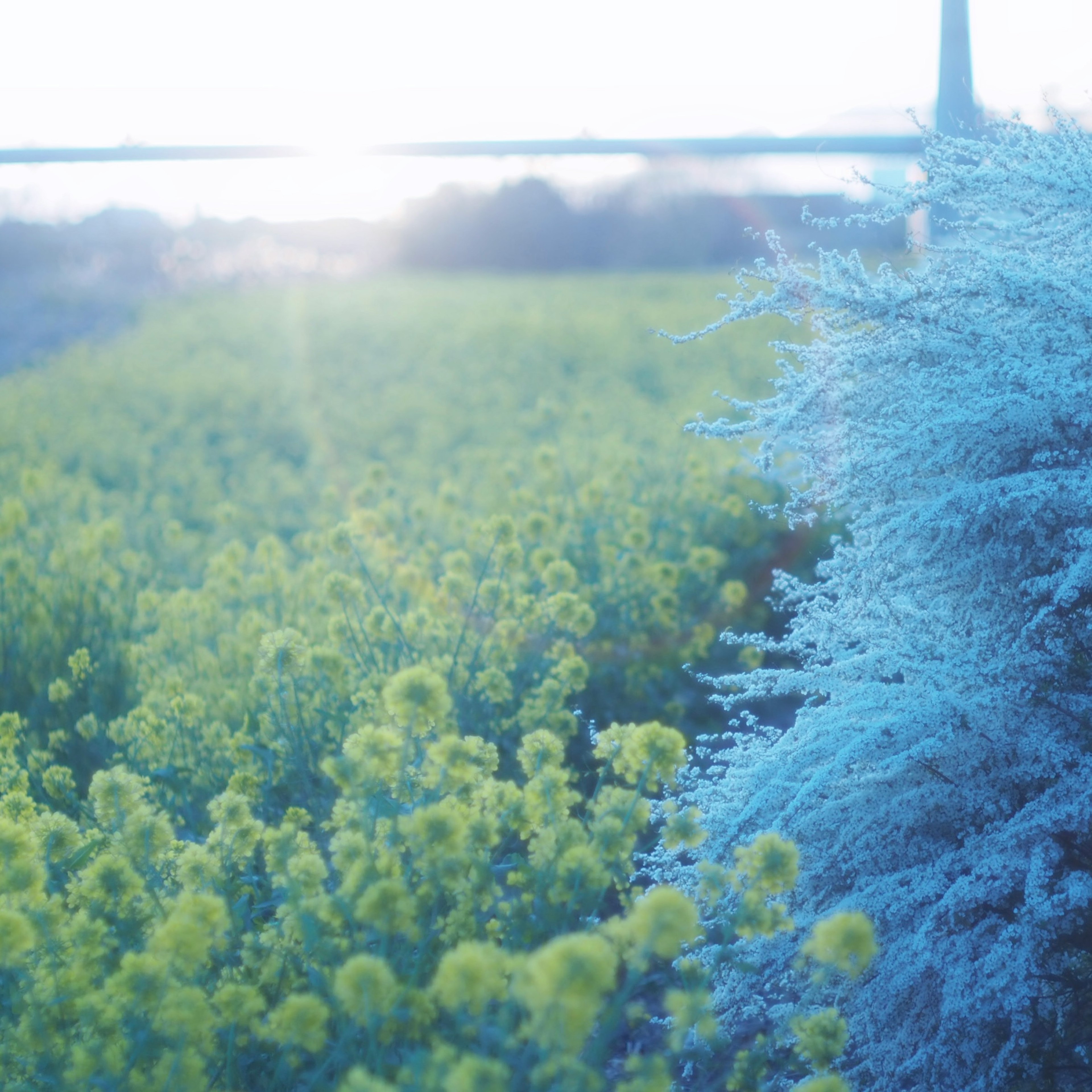 Landschaft mit leuchtend gelben Blumen und blauem Laub