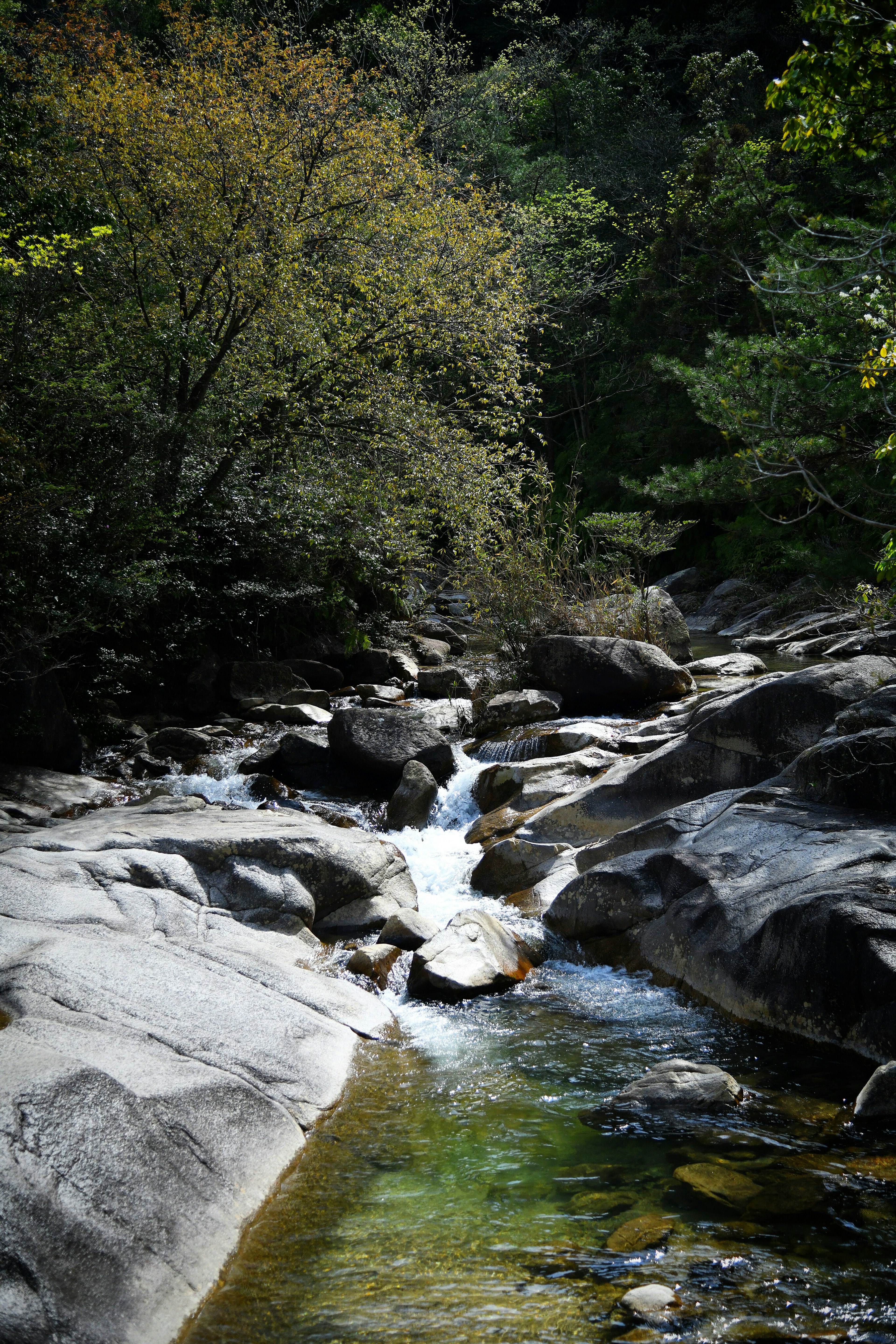 Una bella scena forestale con un ruscello chiaro che scorre su rocce