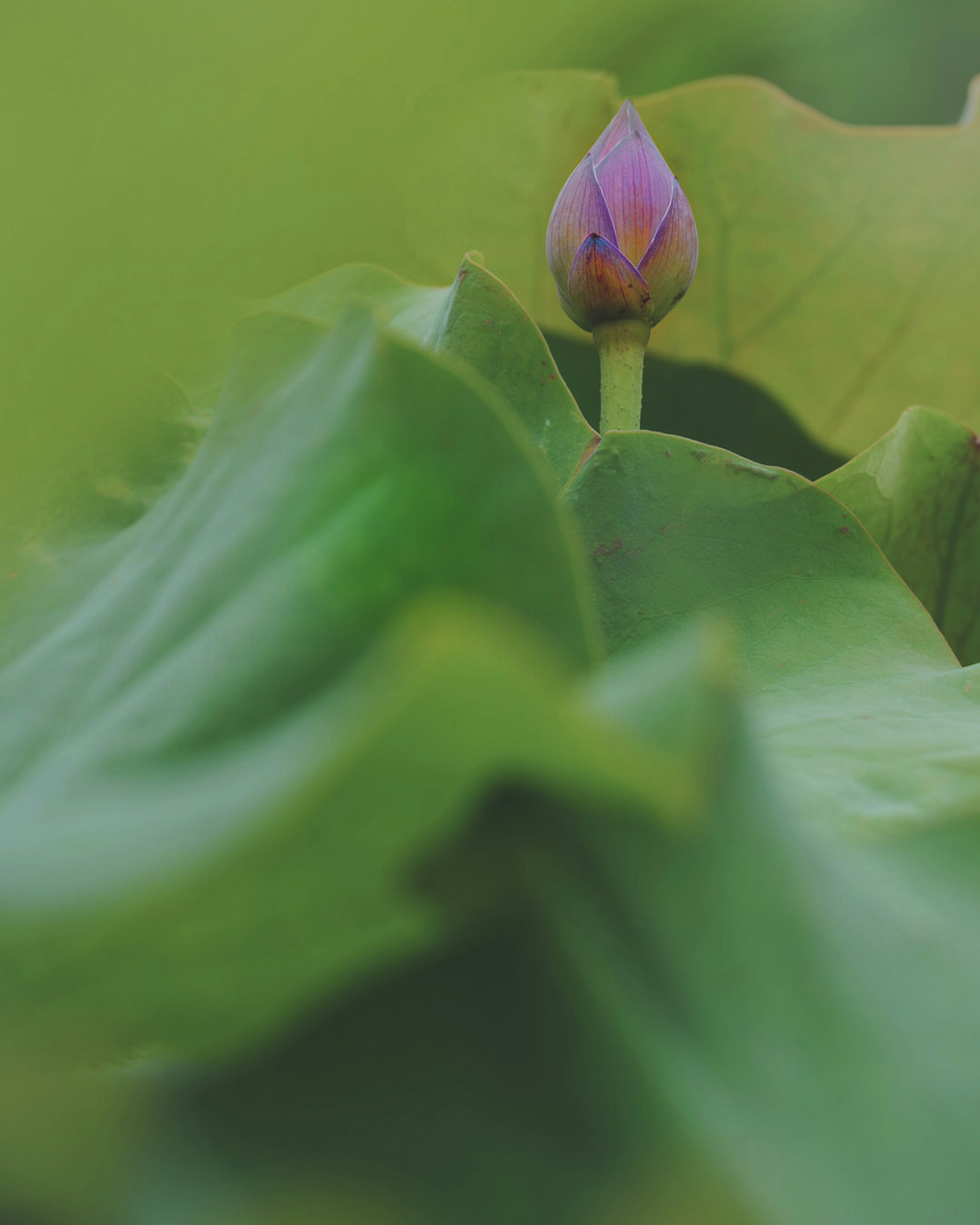 Purple lotus bud nestled among green leaves