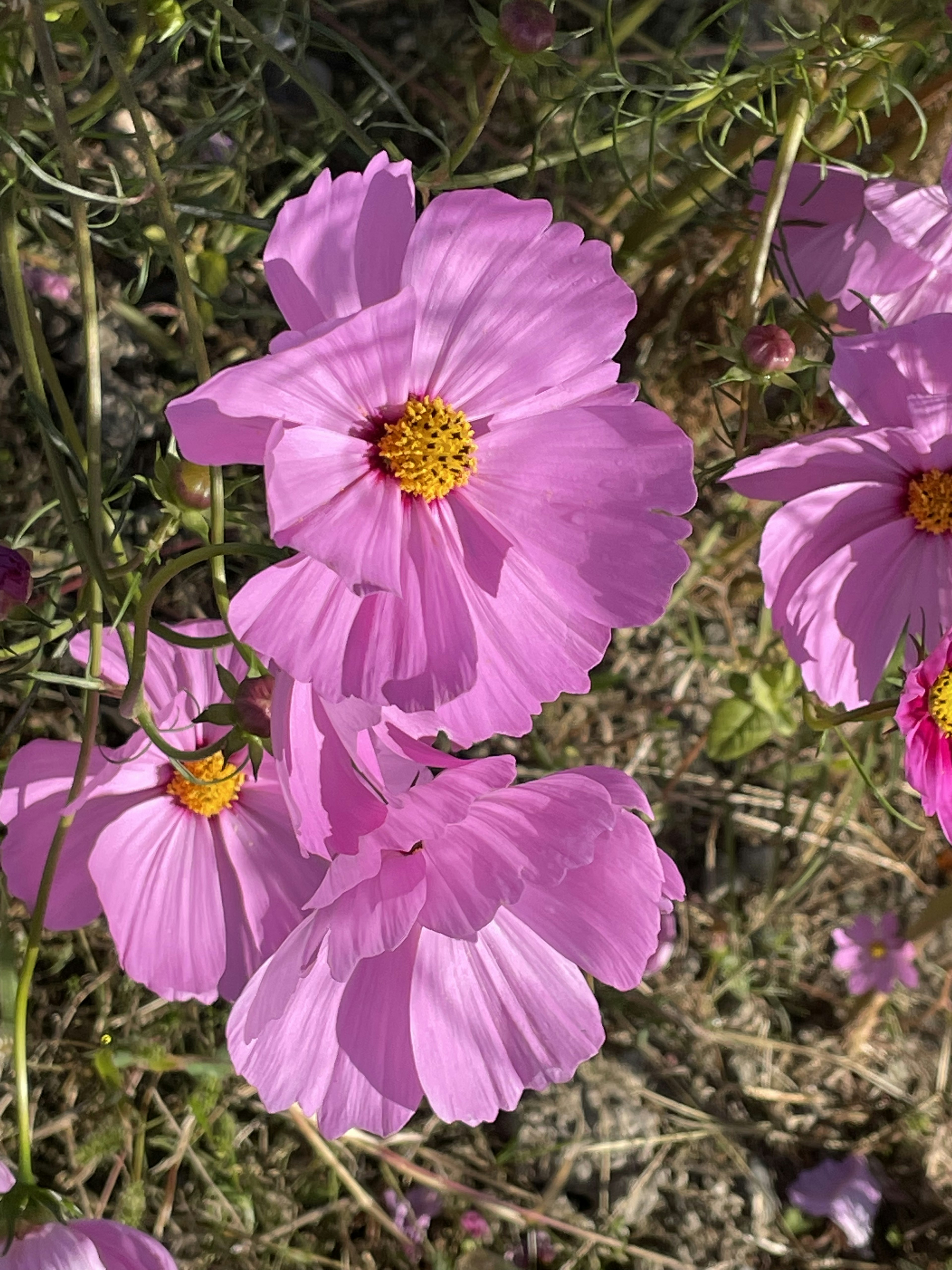 鮮やかなピンクのコスモスの花が咲いている