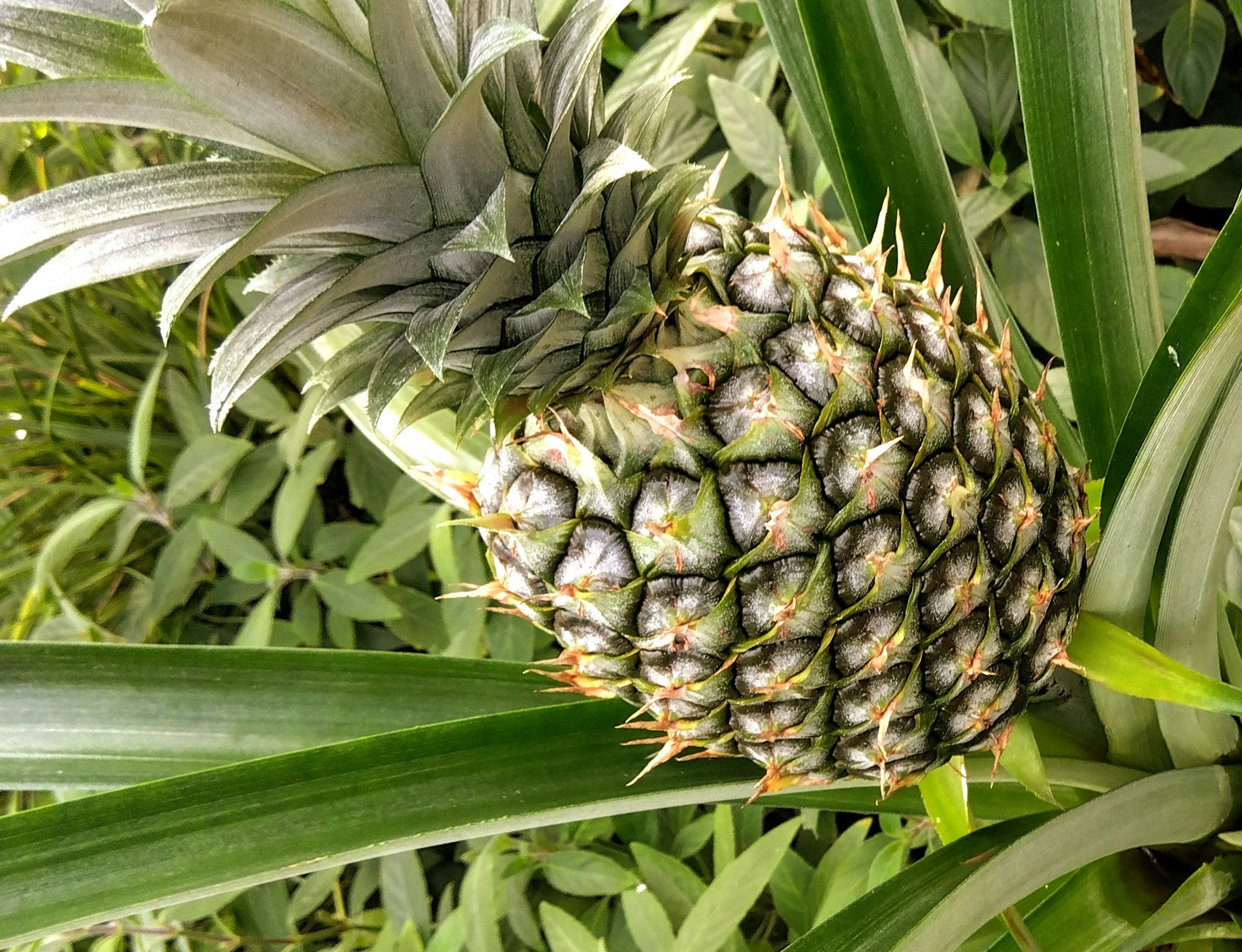 Buah nanas yang tumbuh di antara daun hijau