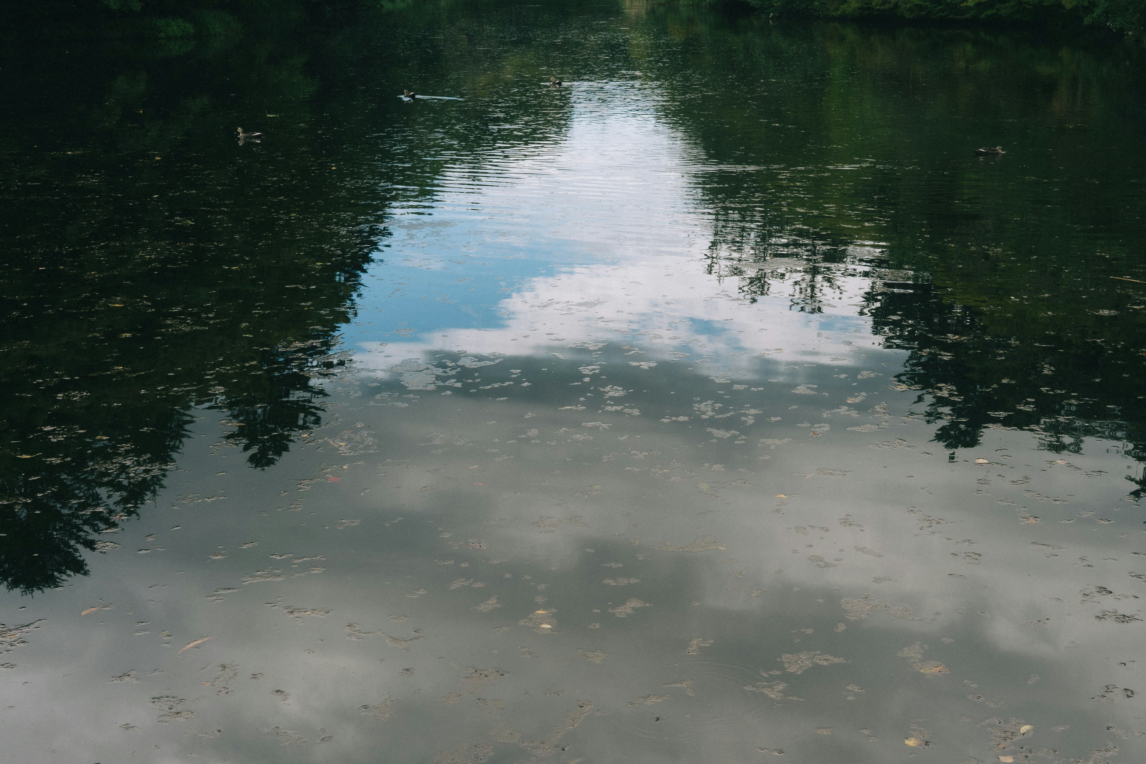 Calm water surface reflecting blue sky and clouds surrounded by green trees