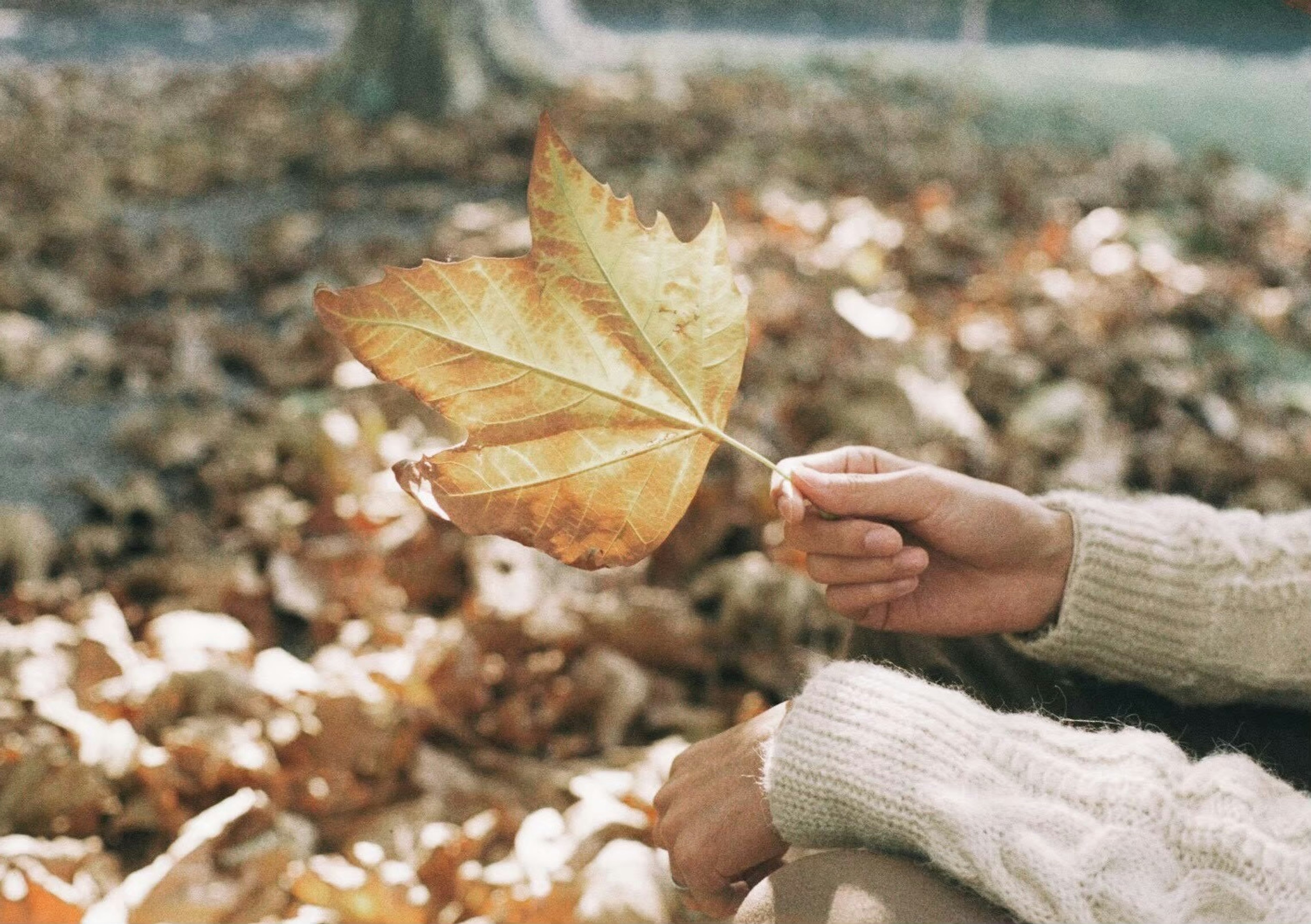 Hand, die ein großes Herbstblatt hält, mit umherliegenden gefallenen Blättern