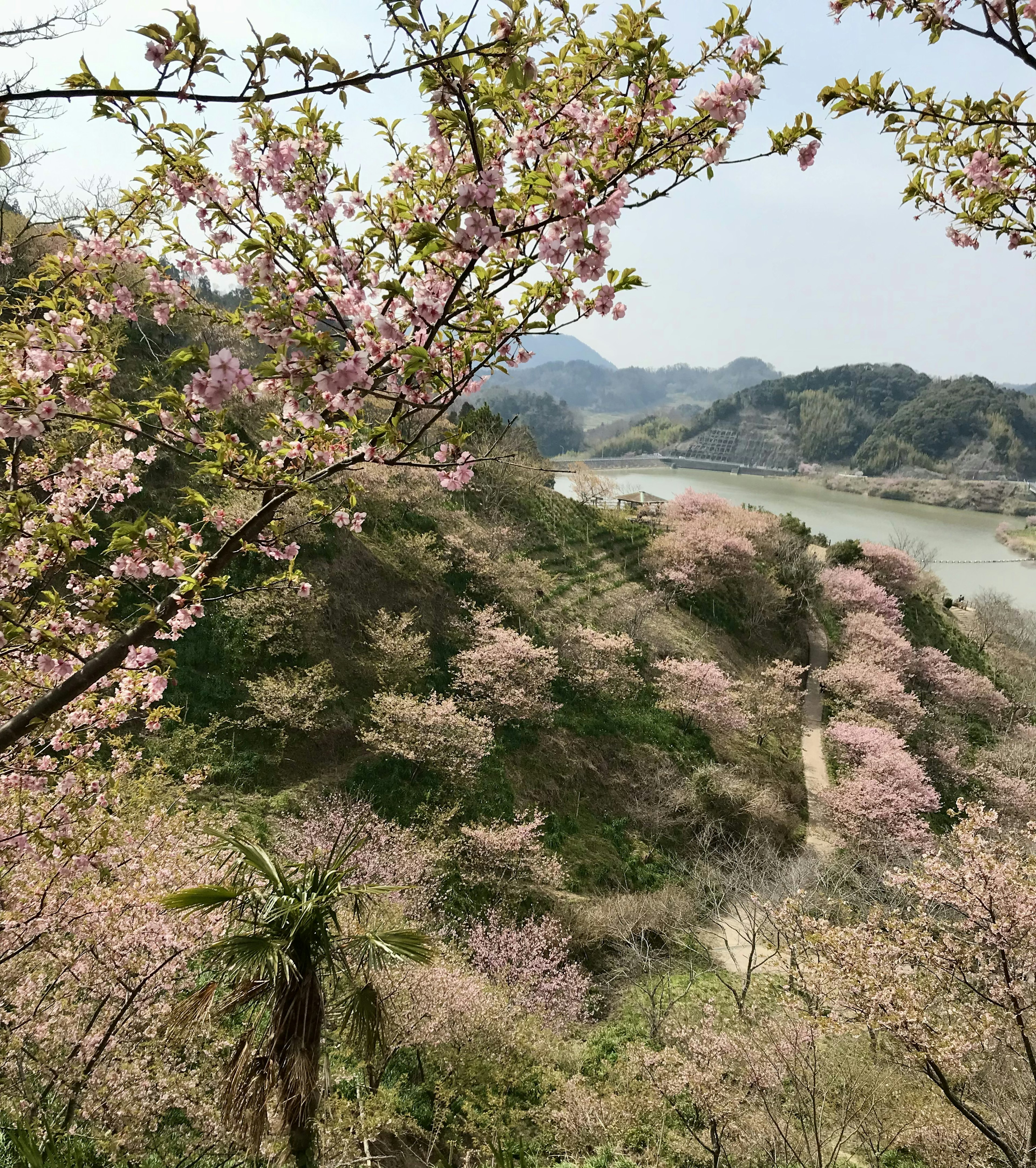 俯瞰河流的山丘上盛开的樱花美景