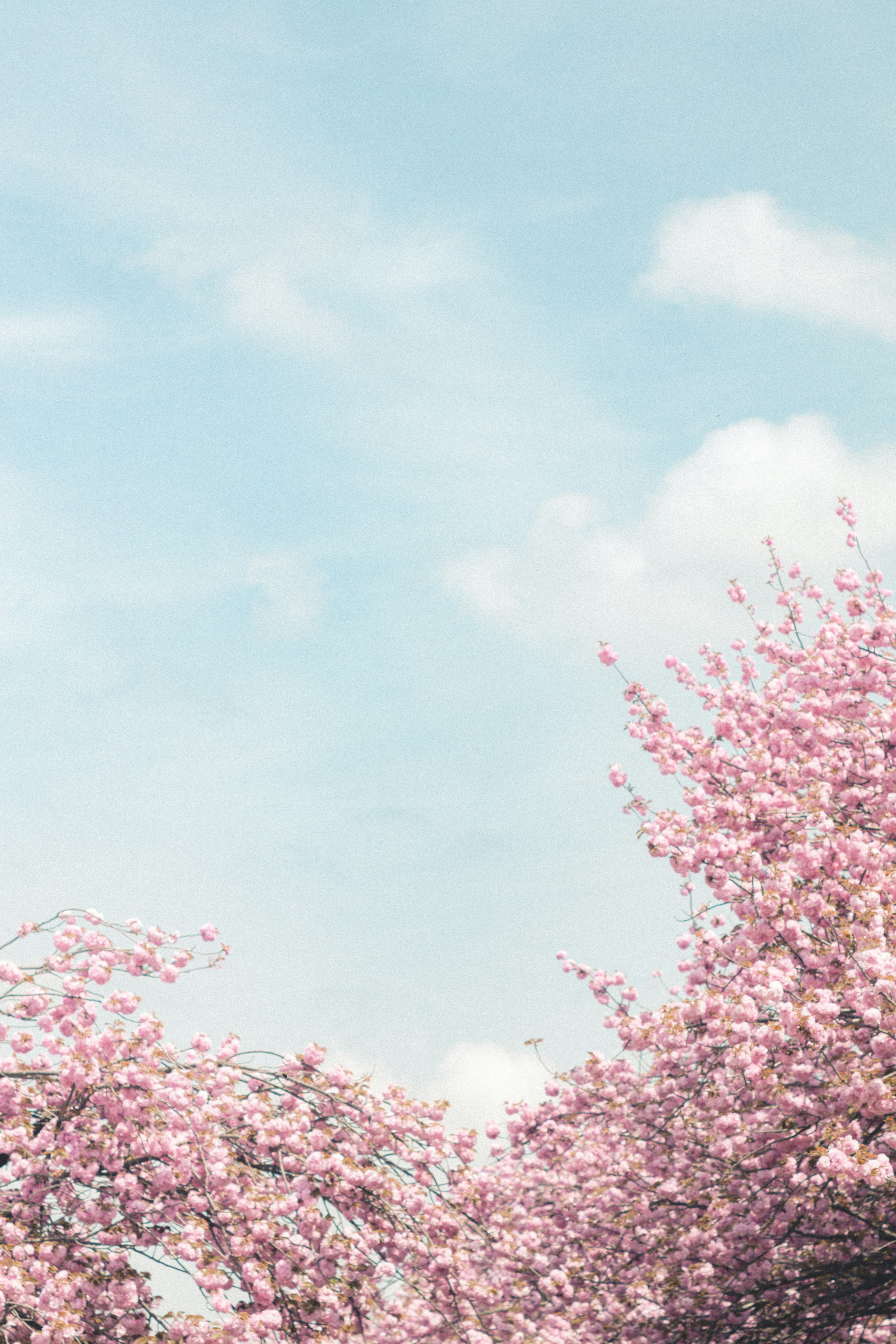 Eine Landschaft mit blühenden Kirschblüten vor einem blauen Himmel