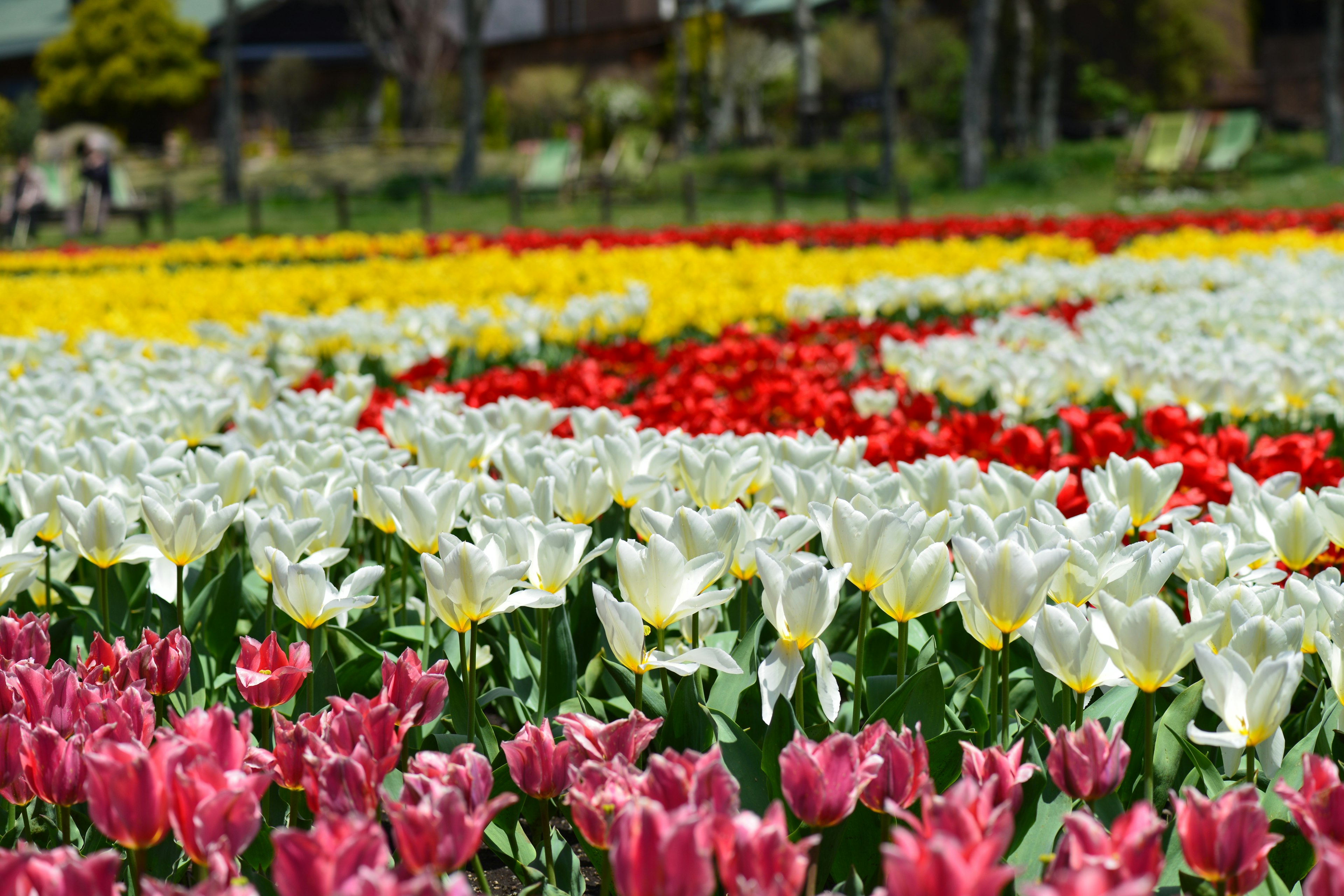 ทุ่งทิวลิปที่มีสีสันสดใสพร้อมแถวของดอกไม้สีแดงขาวเหลืองและชมพู