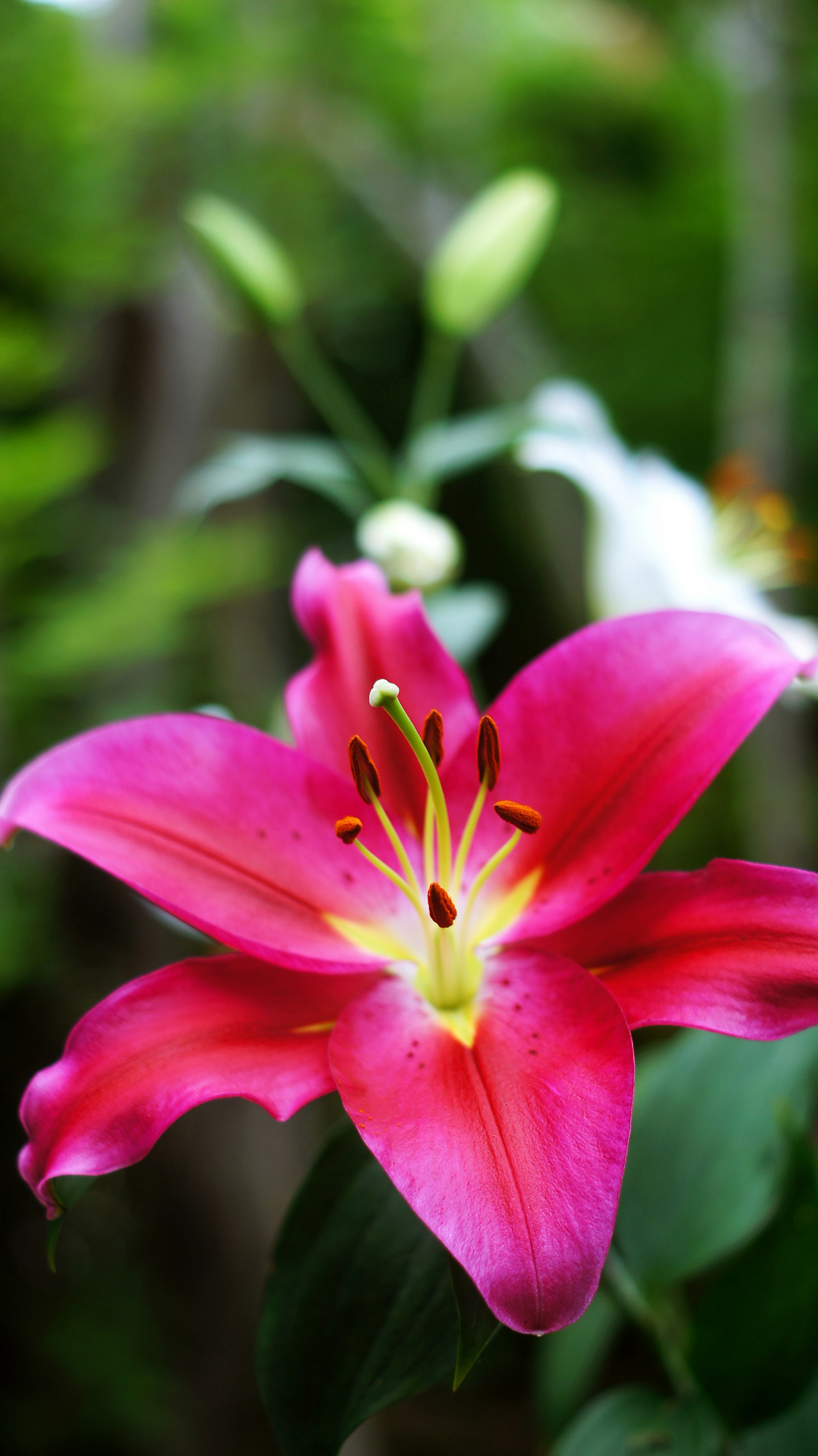 Lebendige rosa Lilie vor grünem Hintergrund