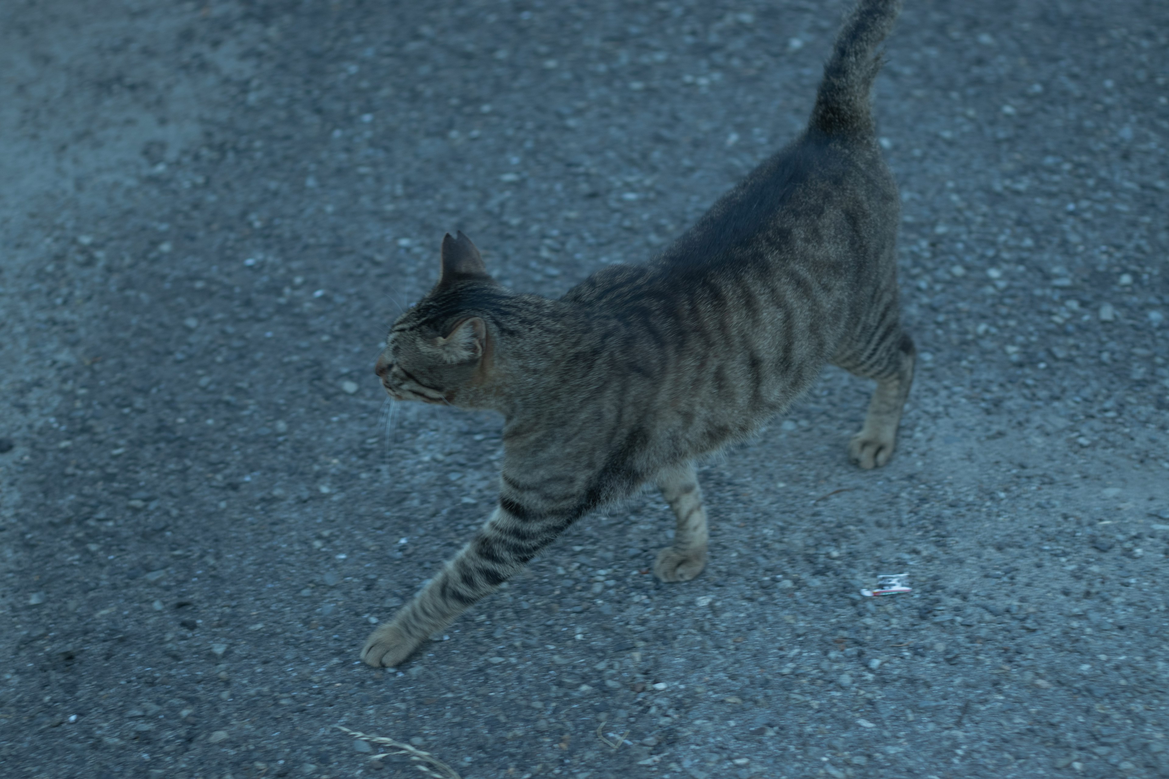 Striped cat walking on dark ground