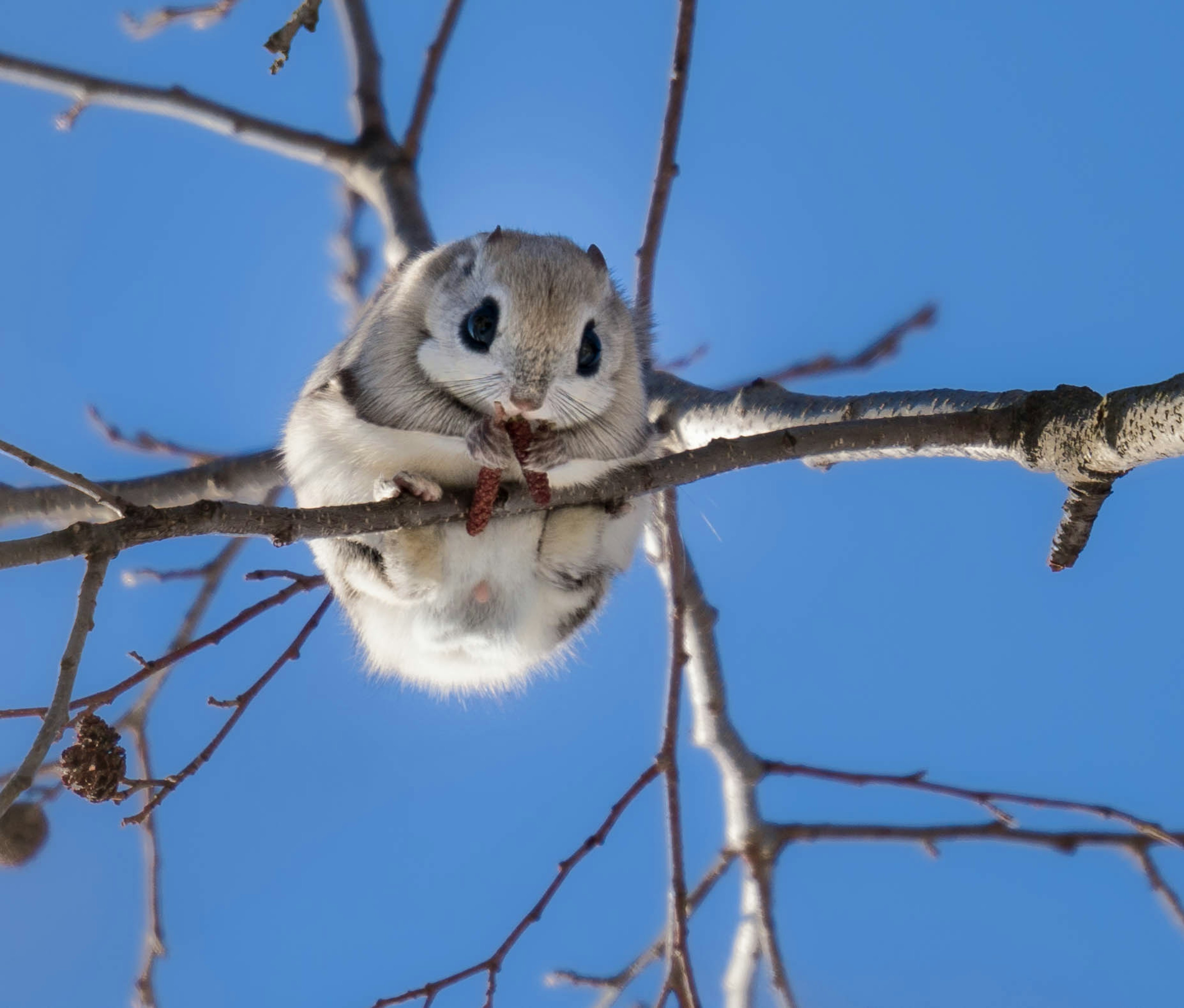 木の枝にいるかわいいリスのような動物が食べ物を持っている