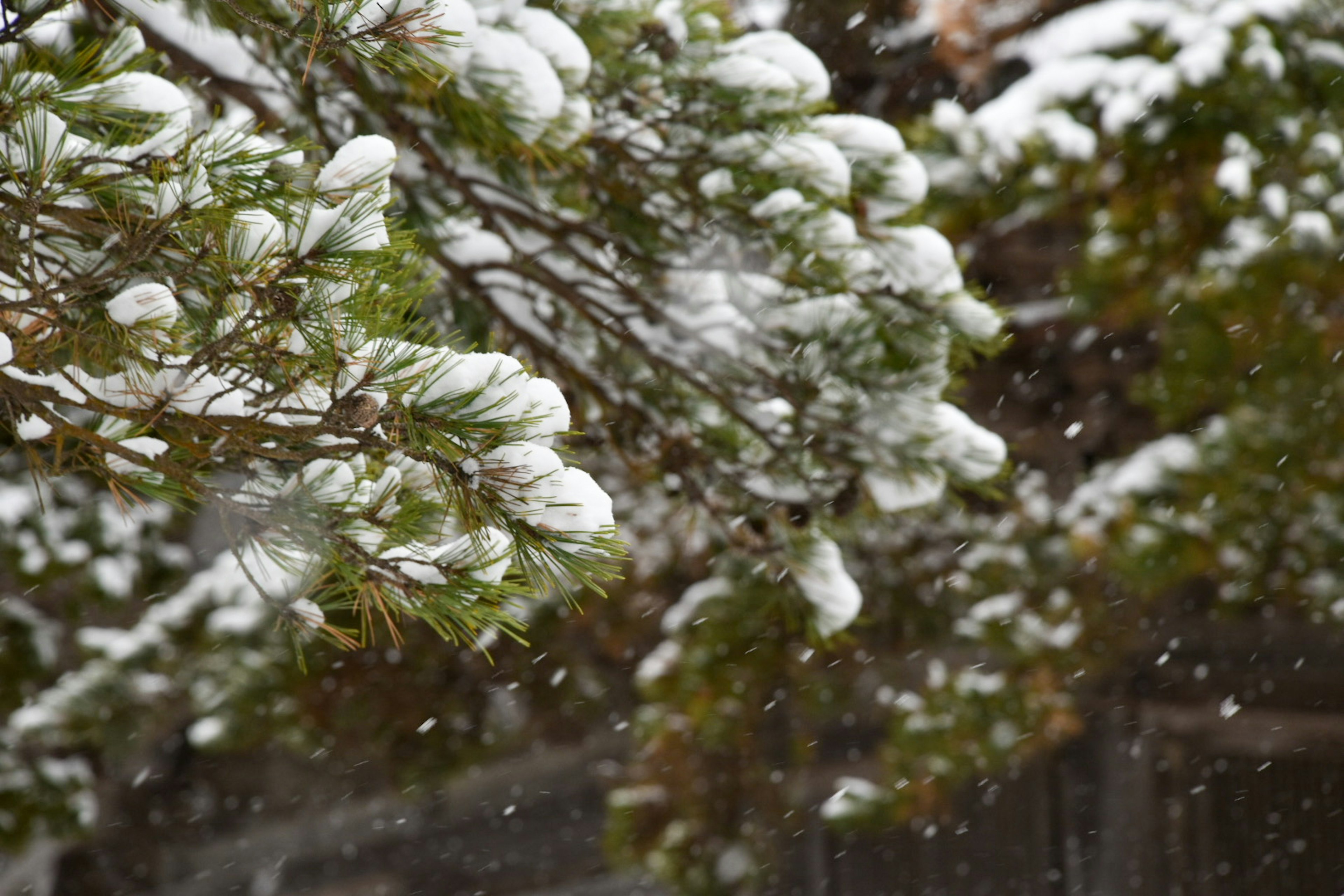 Pine branches covered in snow amidst falling snowflakes