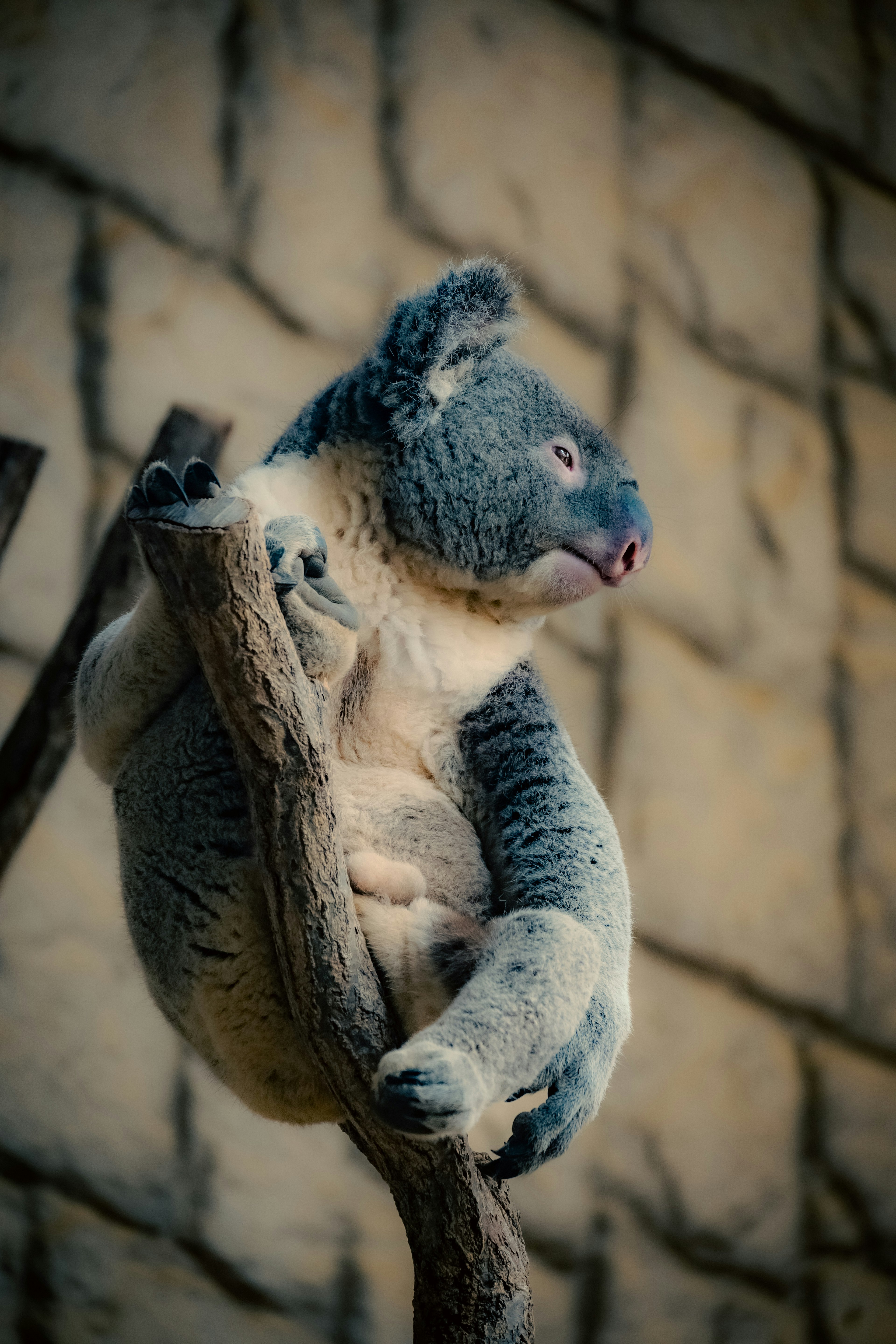 Primo piano di un koala seduto su un ramo