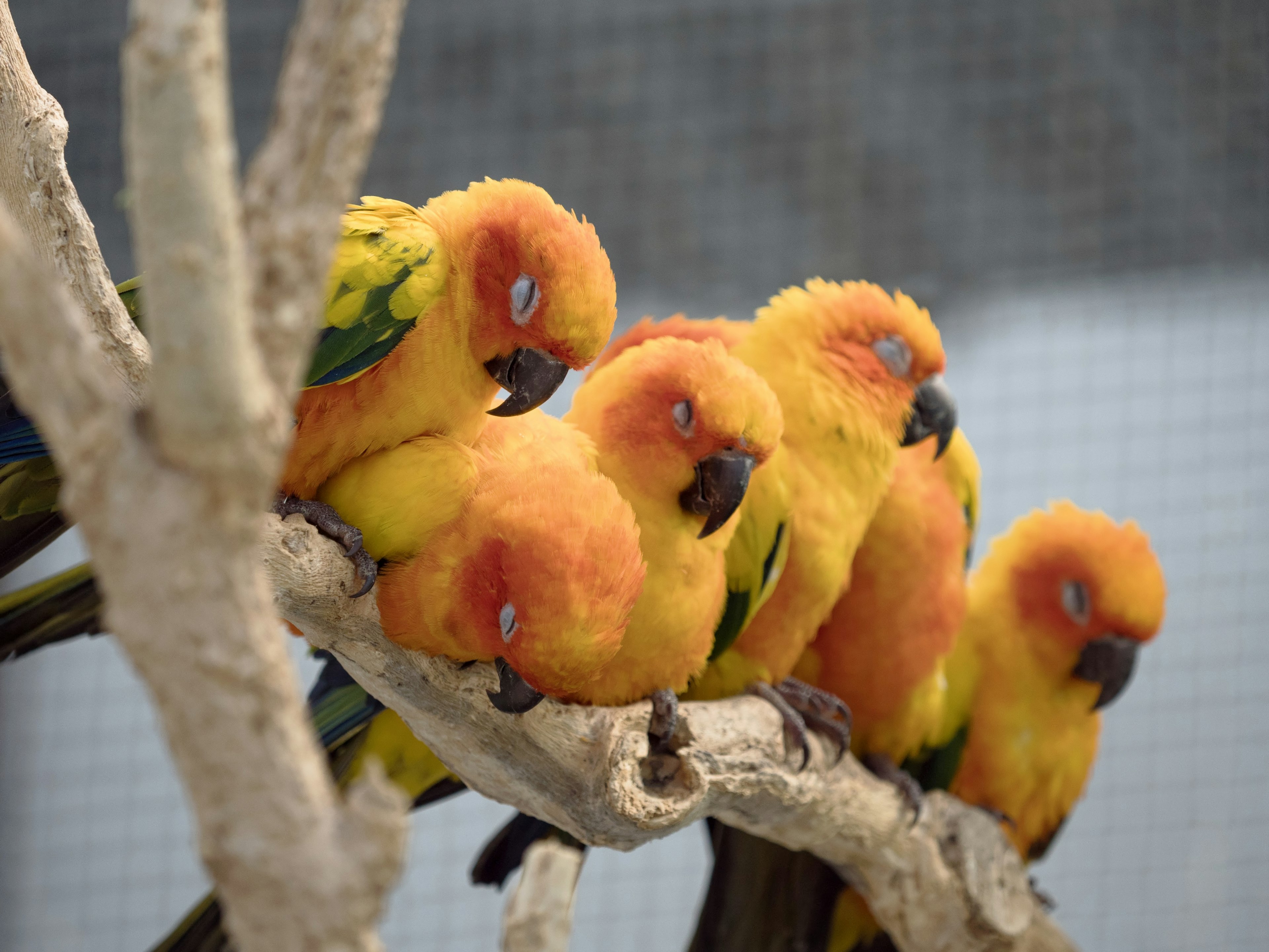 Des perroquets colorés aux plumes jaunes et orange vives perchés sur une branche