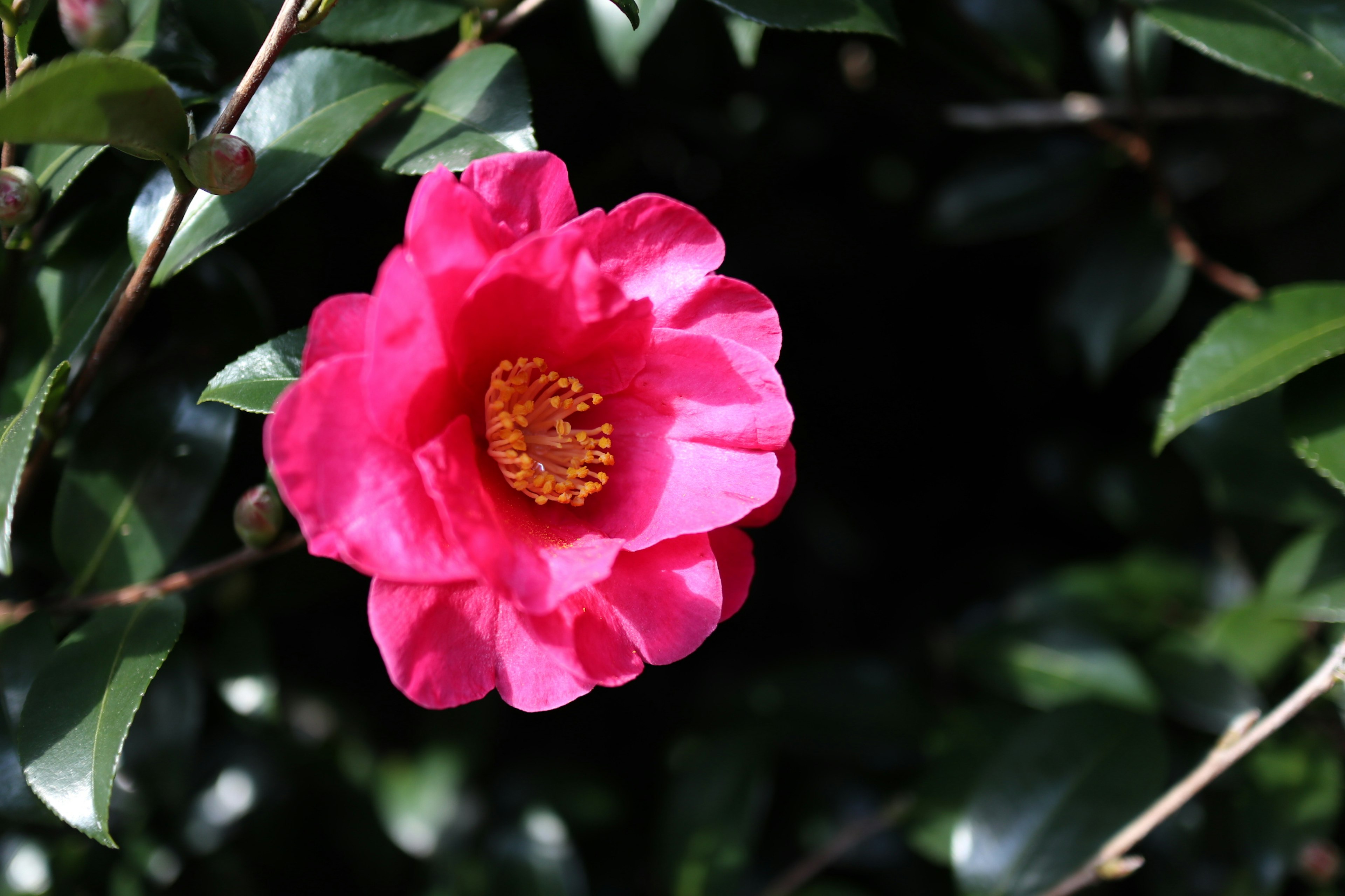 Lebendige pinkfarbene Kamelienblüte zwischen grünen Blättern