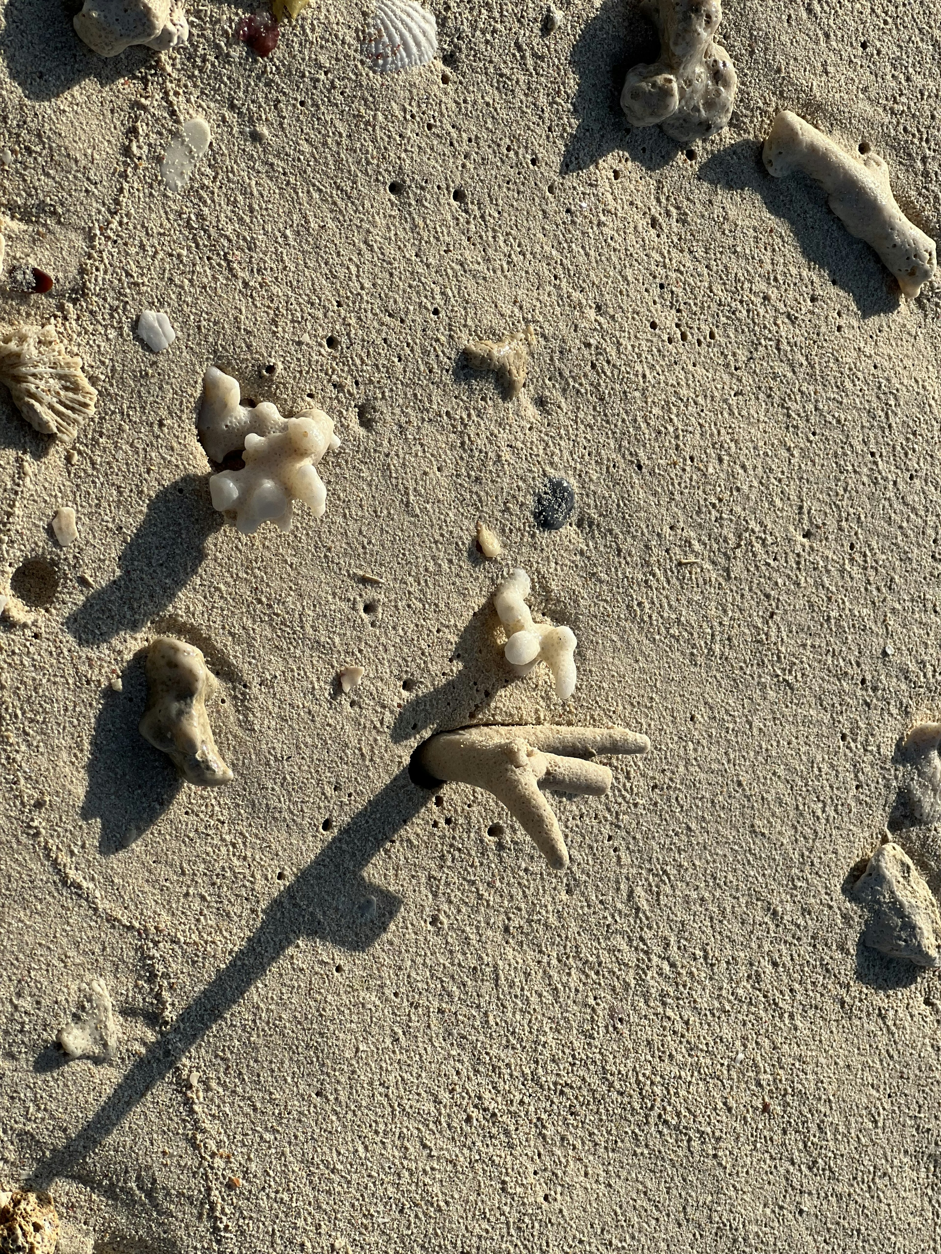 Elemen alami seperti kerang dan karang di pantai berpasir