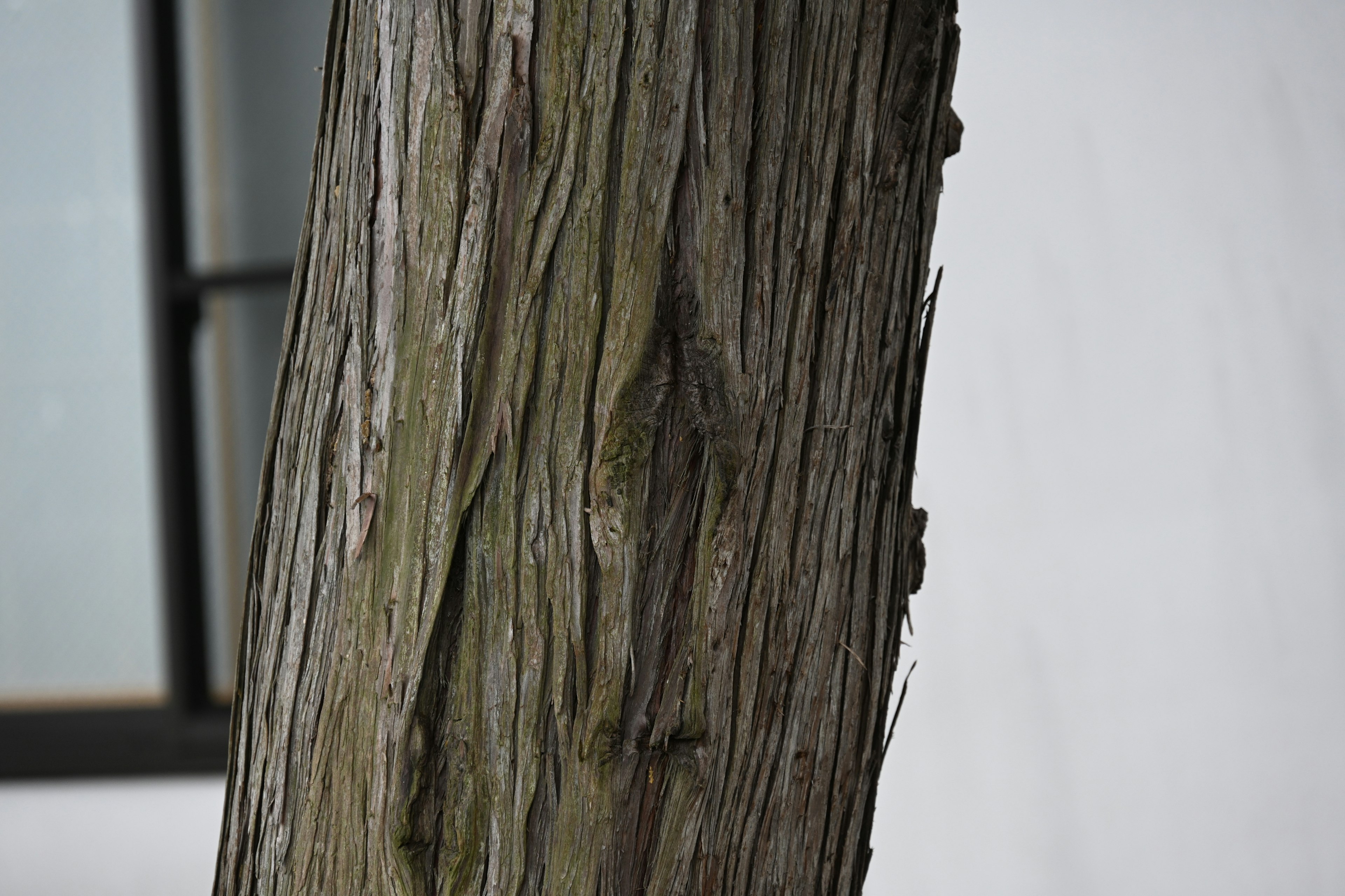 Texture et lignes détaillées d'un tronc d'arbre