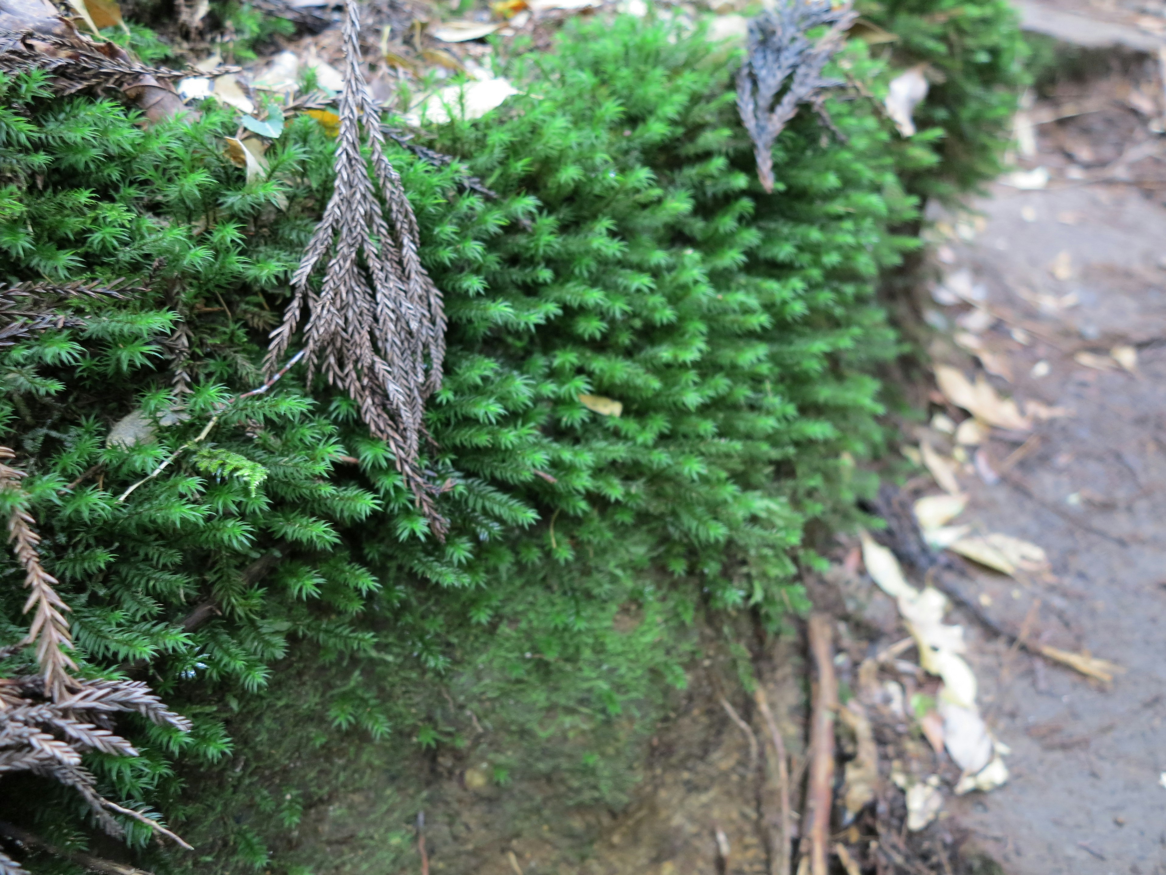 緑色の苔と枯れた葉がある自然の風景