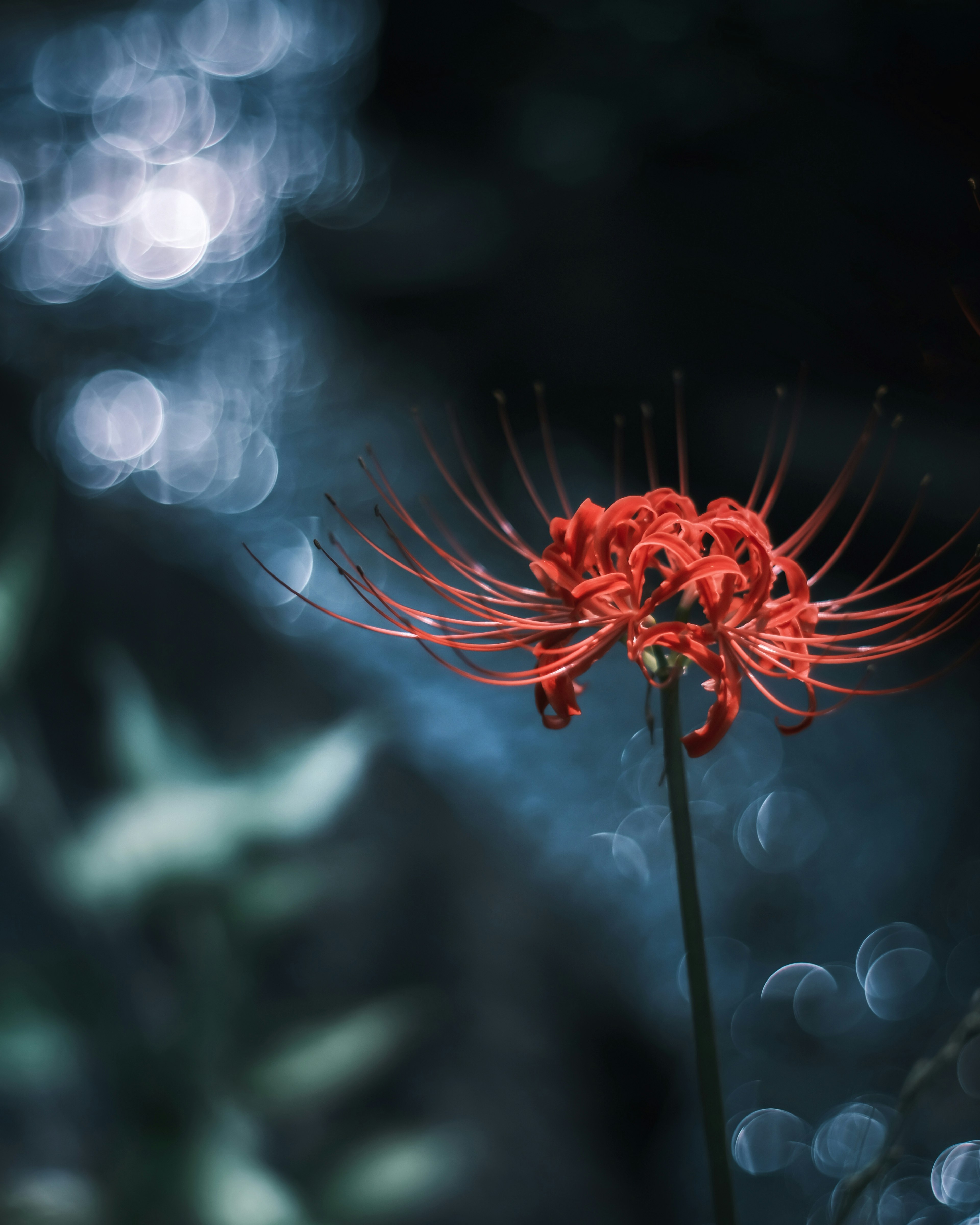 Red spider lily stands out against a blurred background