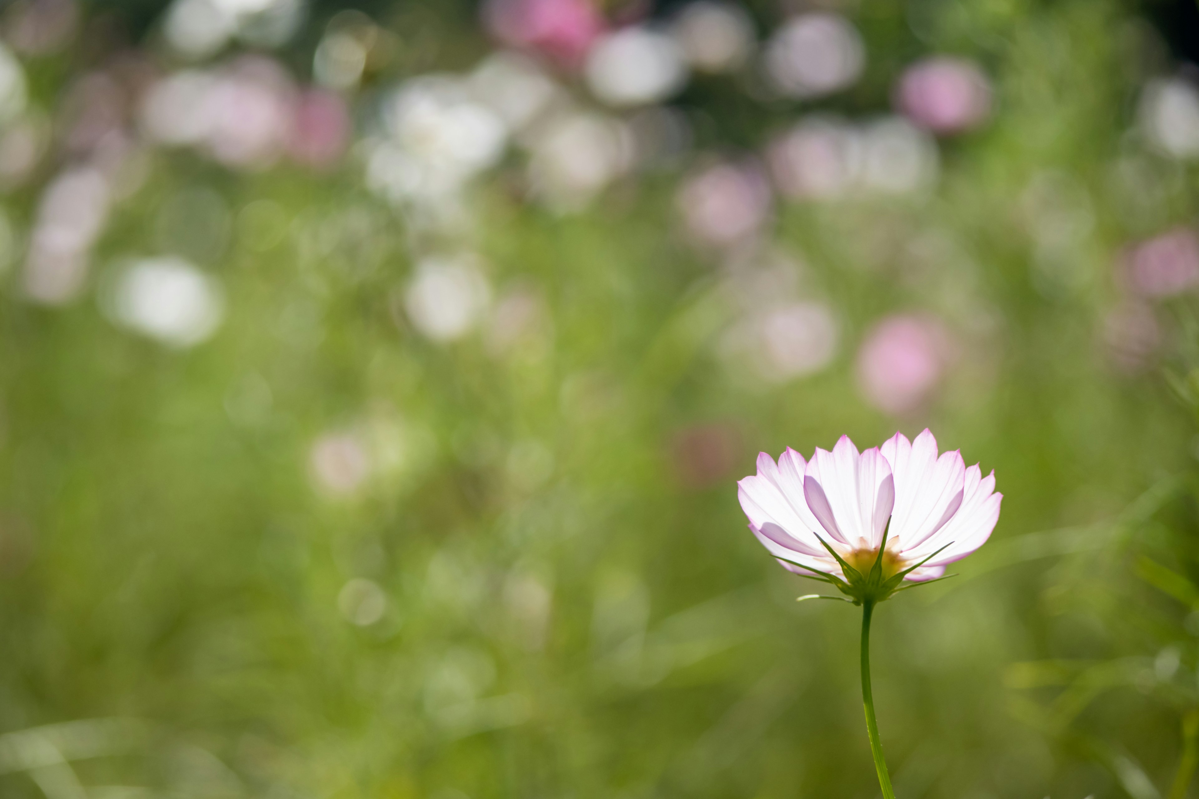 A single light purple flower stands out against a green background