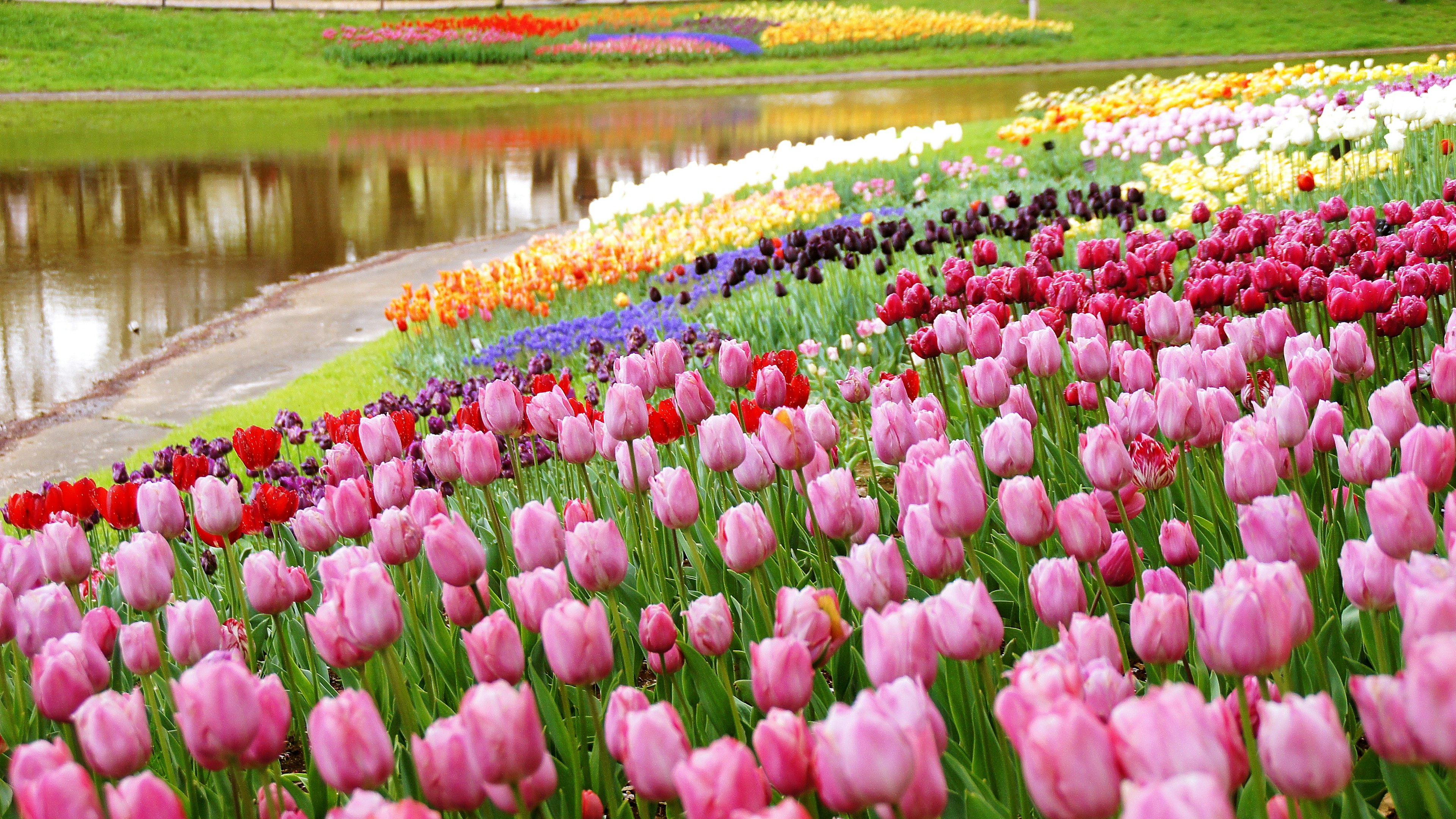 Lebendige Tulpen in verschiedenen Farben blühen entlang eines ruhigen Teiches