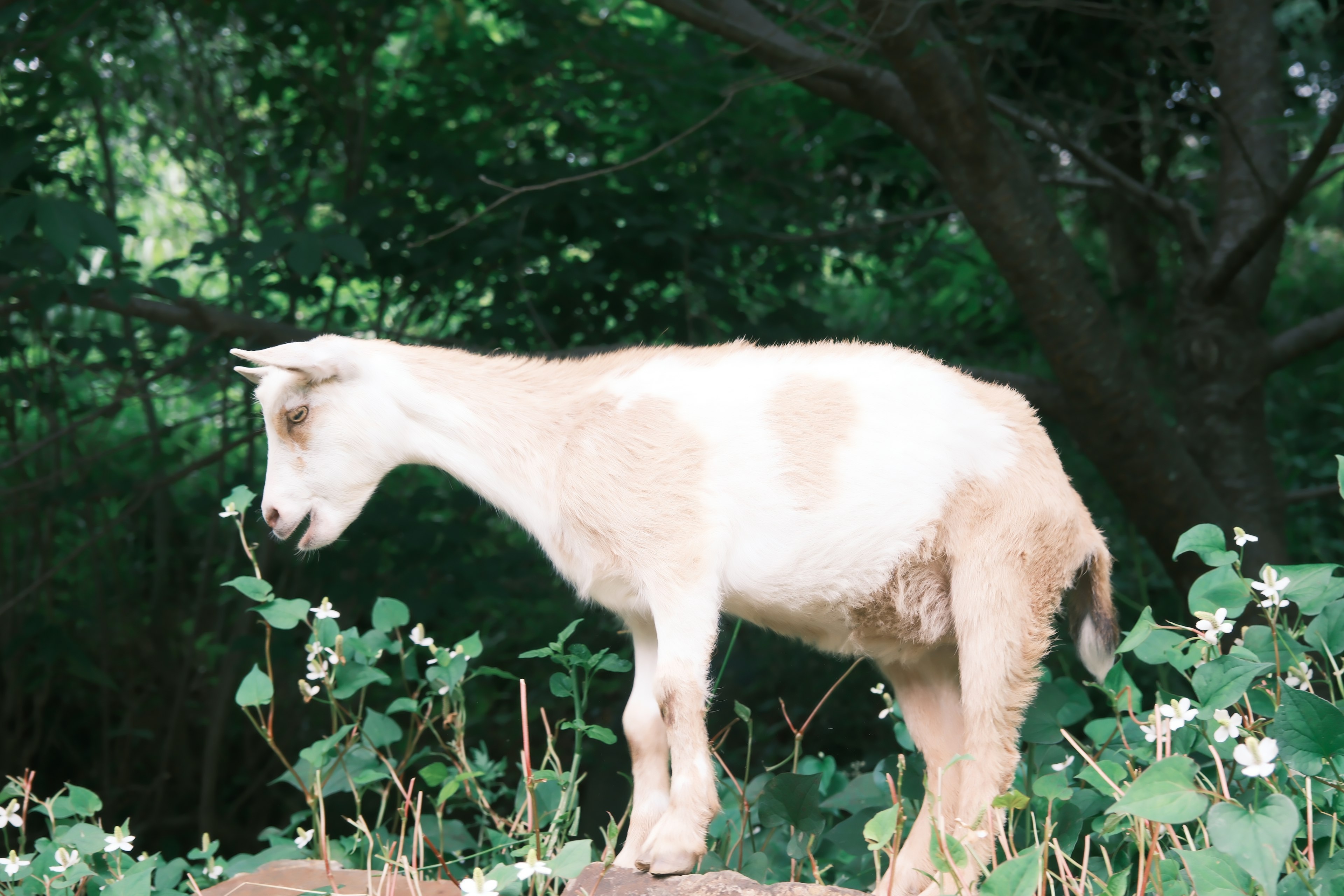 Seekor anak kambing putih dan coklat berdiri di antara dedaunan hijau