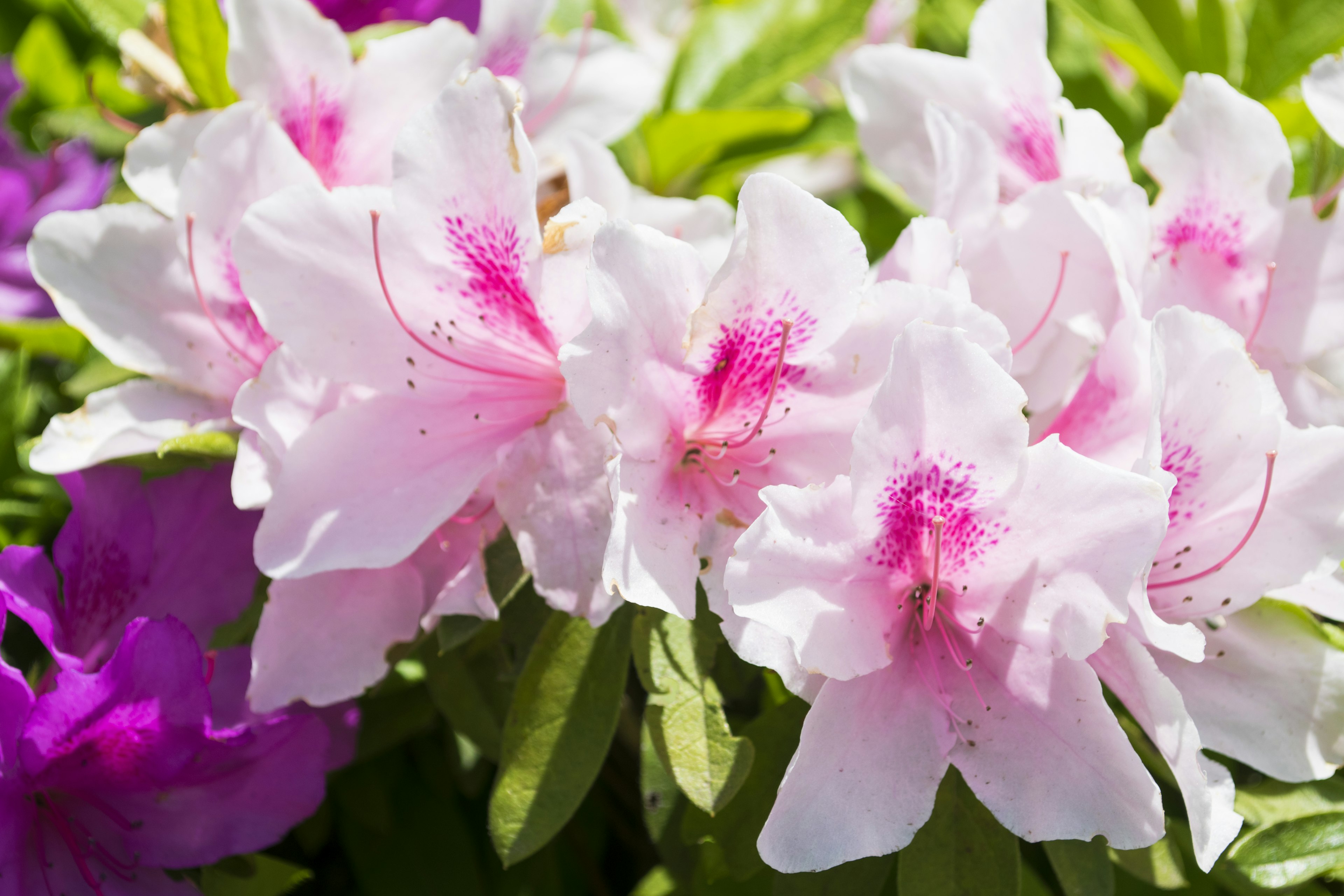 White azalea flowers with pink spots blooming