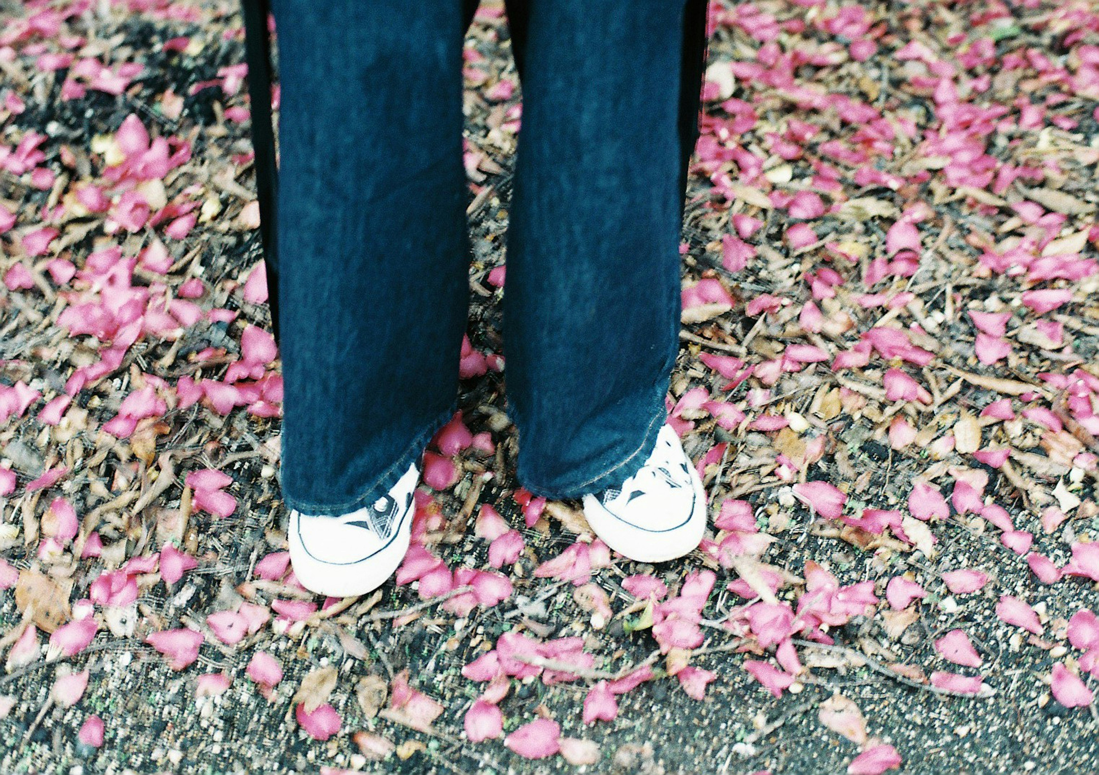 Füße in blauen Jeans und weißen Sneakers auf rosa Blütenblättern