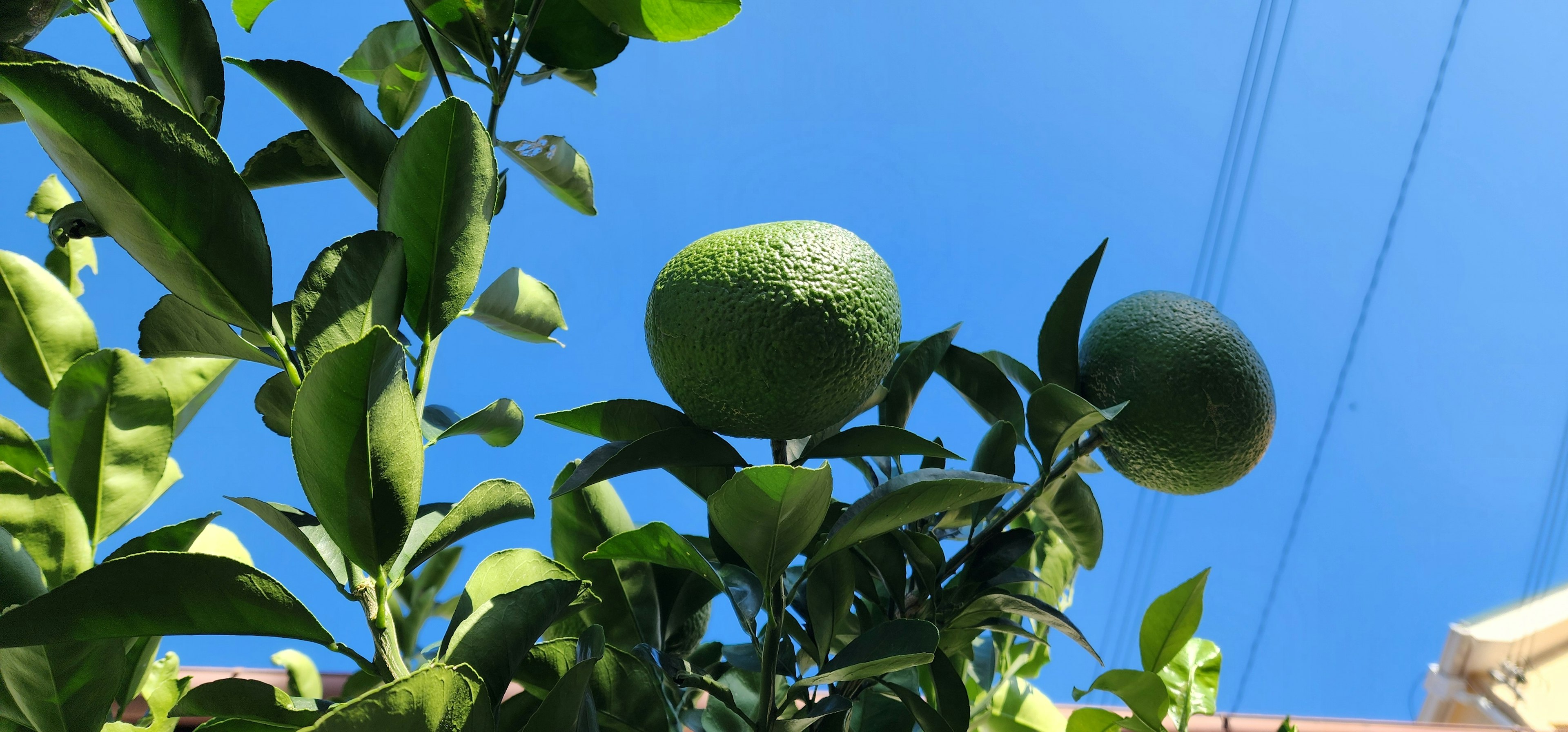 蓝天下的绿橙树和果实