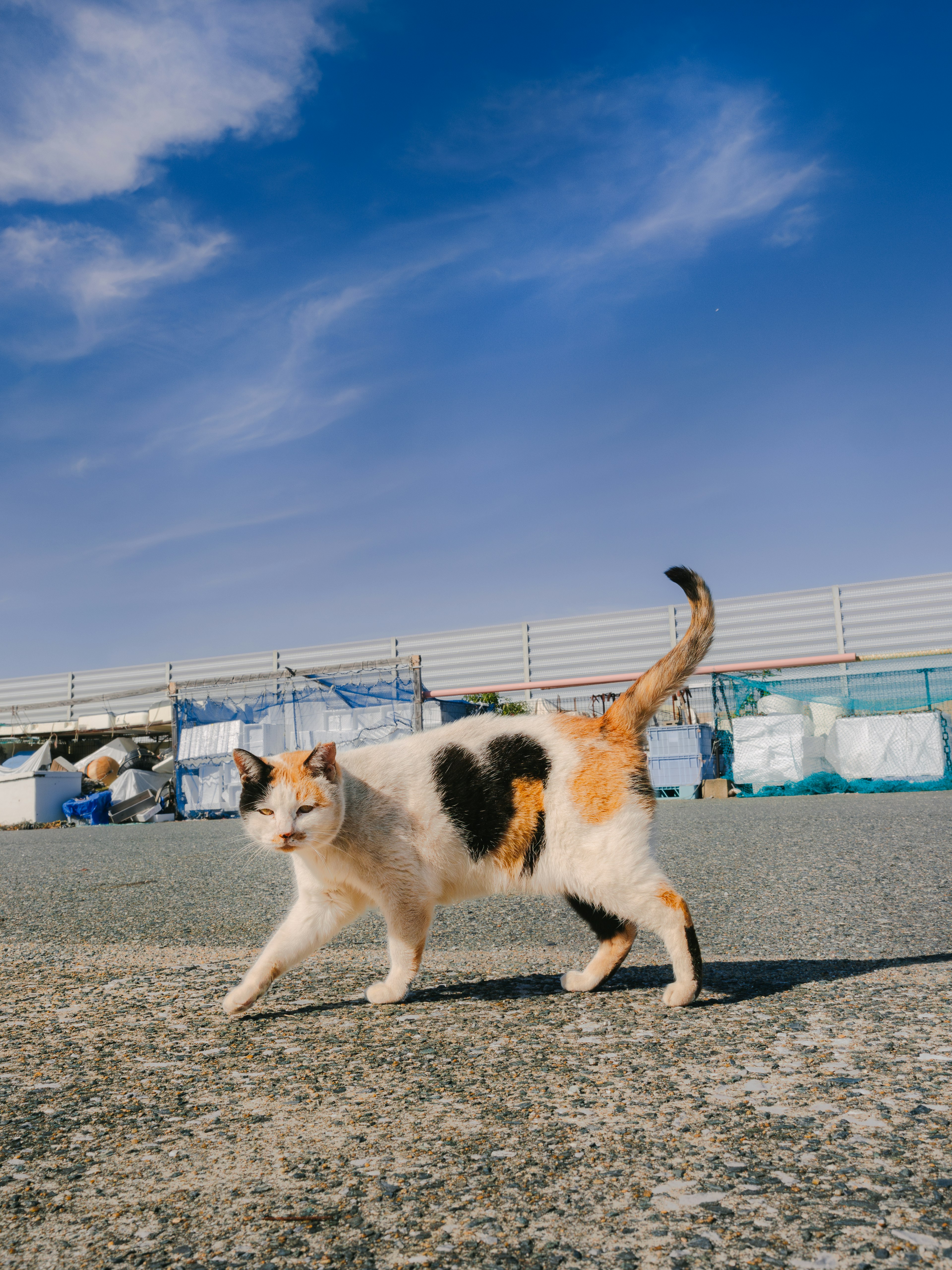 白と黒の斑点がある三毛猫が青空の下を歩いている