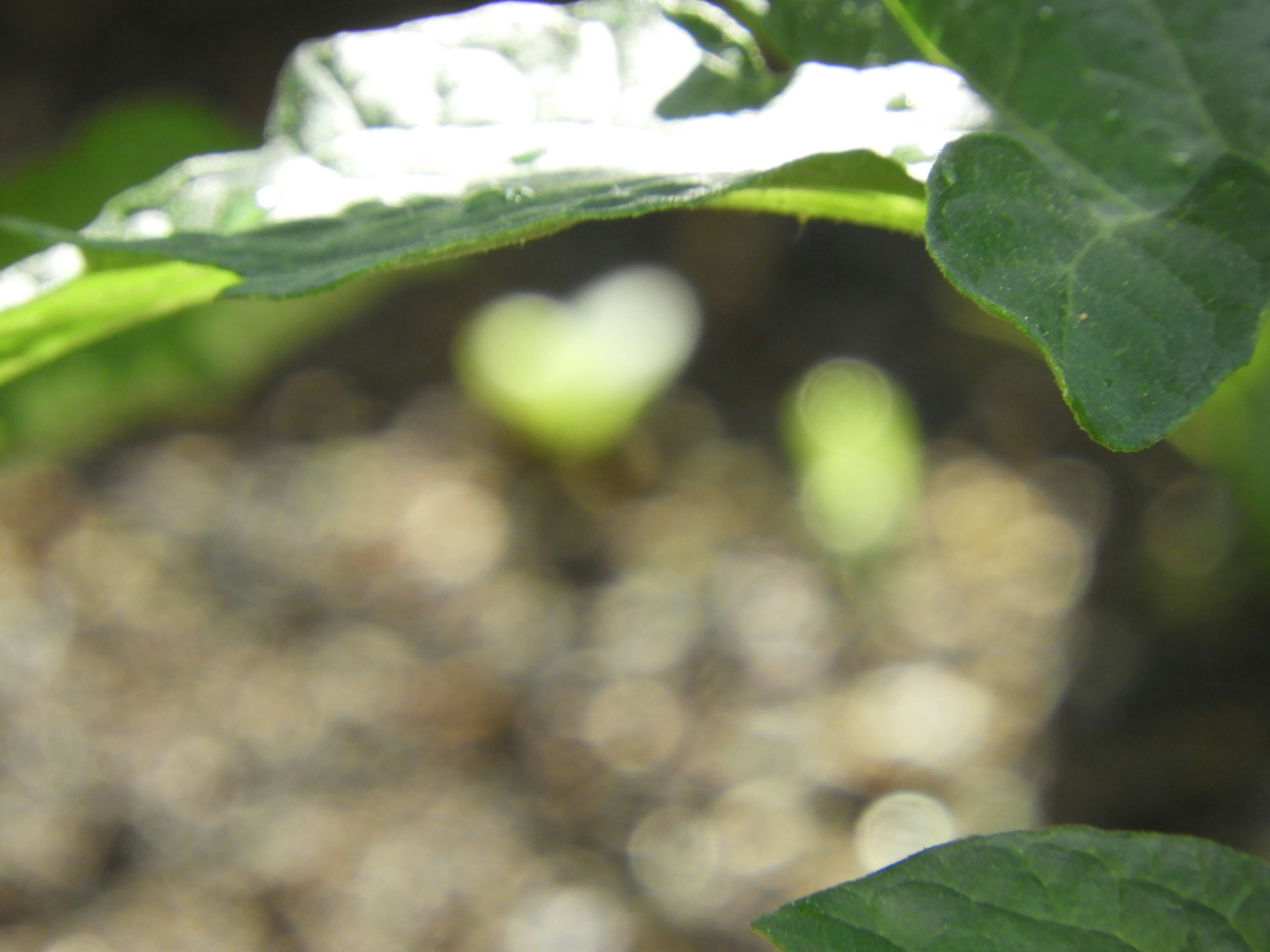 Petits germes visibles sous des feuilles vertes