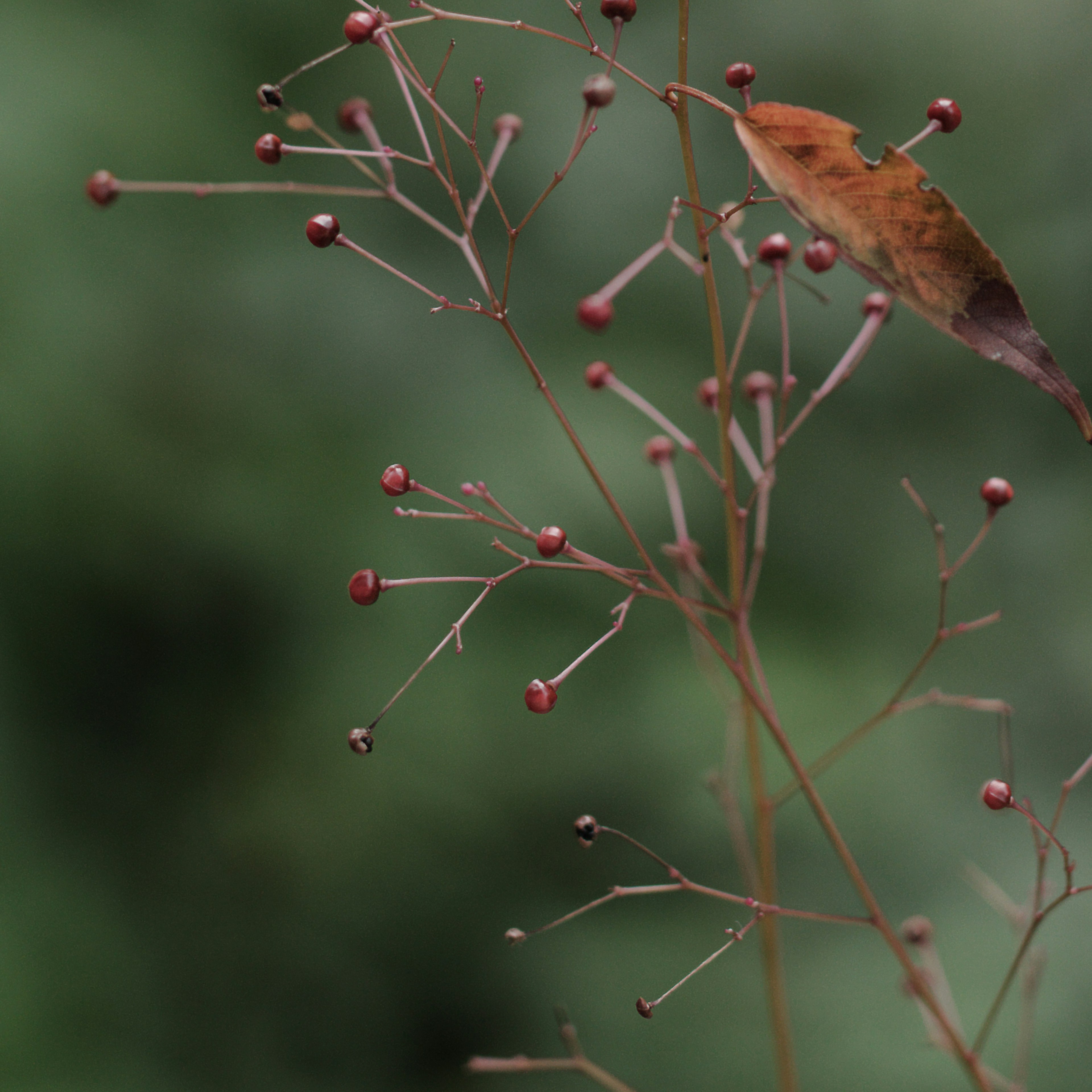 Ein kleiner Vogel sitzt auf einem schlanken Ast mit roten Beeren unscharfer grüner Hintergrund