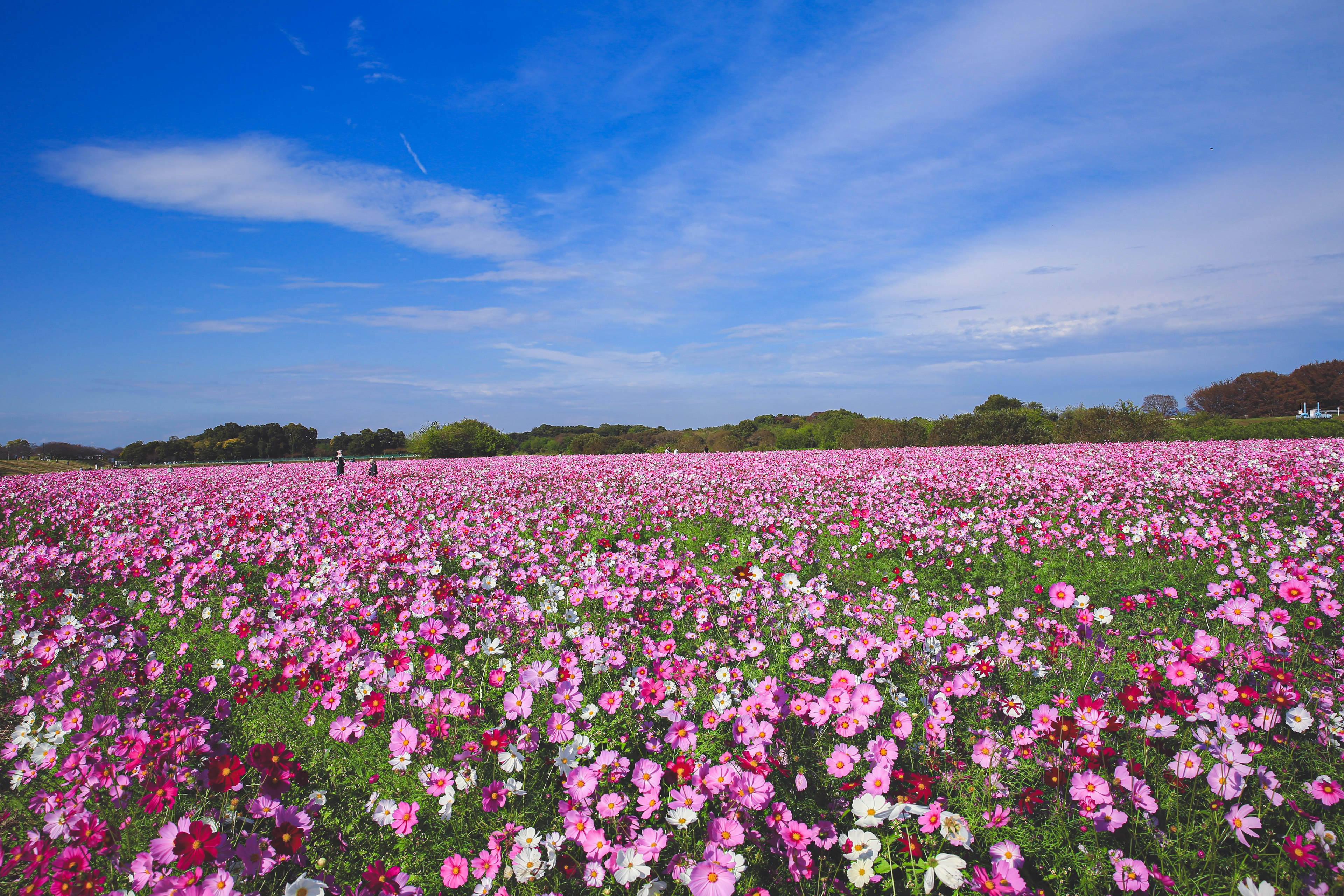 Amplio campo de flores rosas bajo un cielo azul