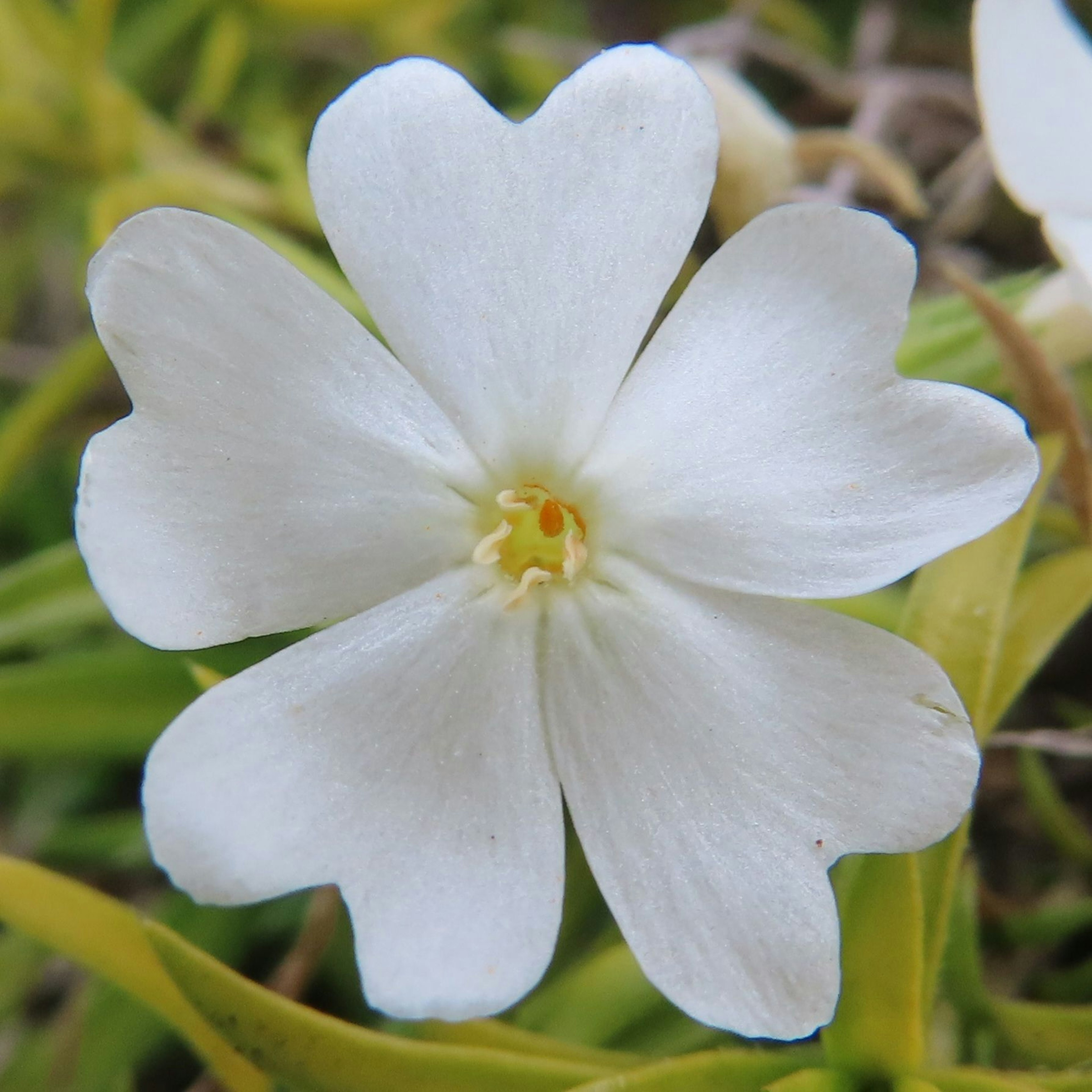 Nahaufnahme einer weißen Blume mit fünf herzförmigen Blütenblättern