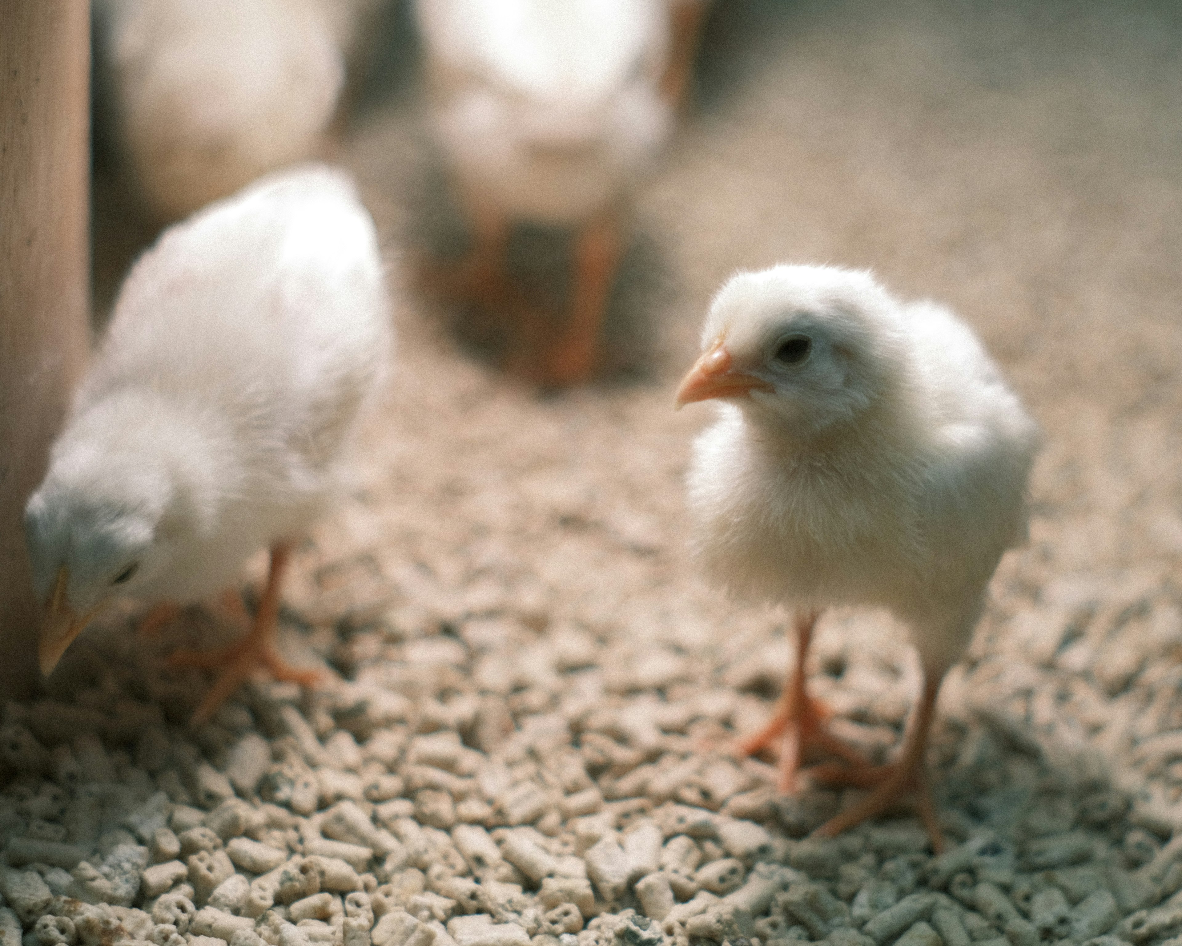 Des poussins blancs marchant sur du gravier