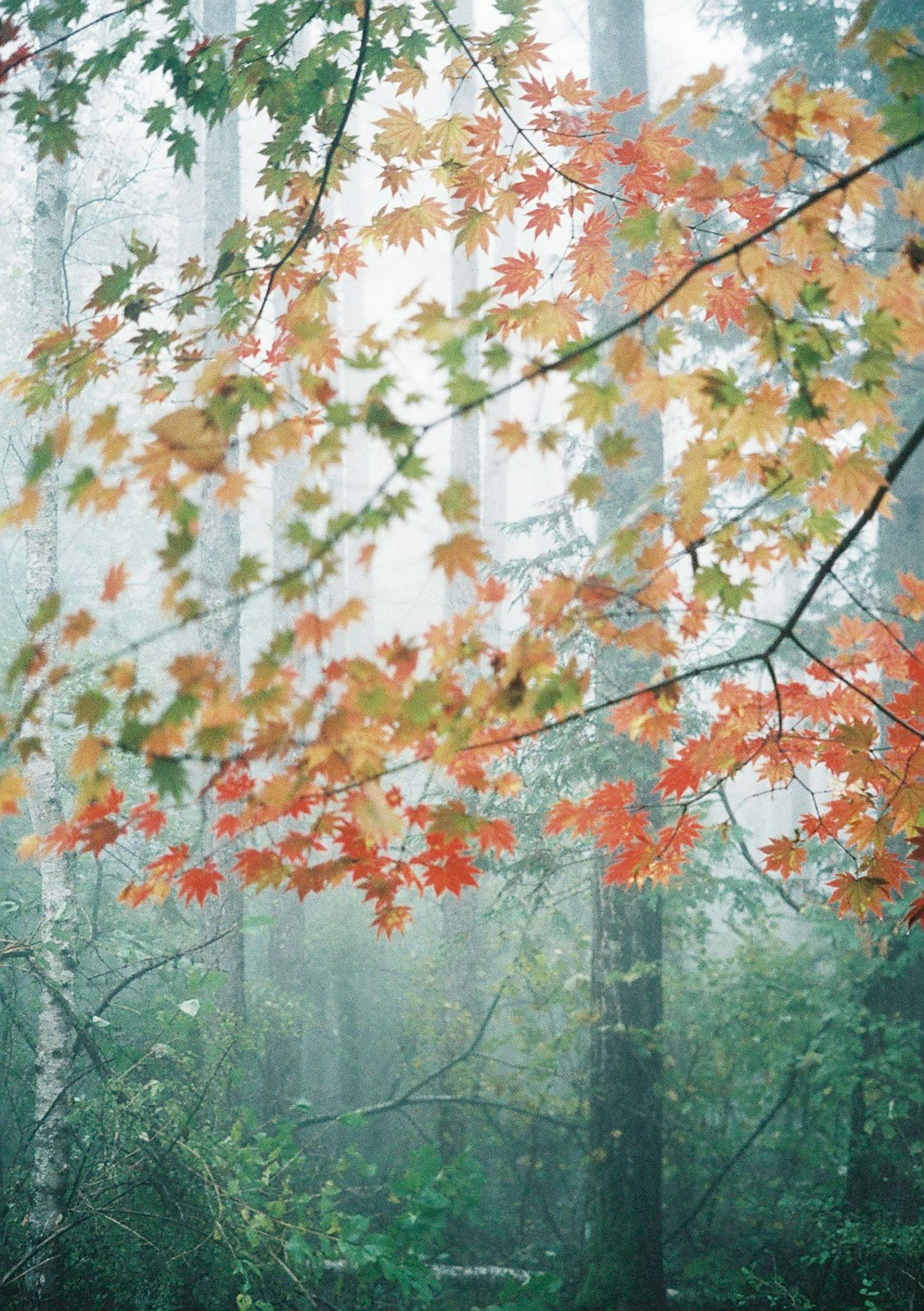 Arbres dans le brouillard avec des feuilles orange