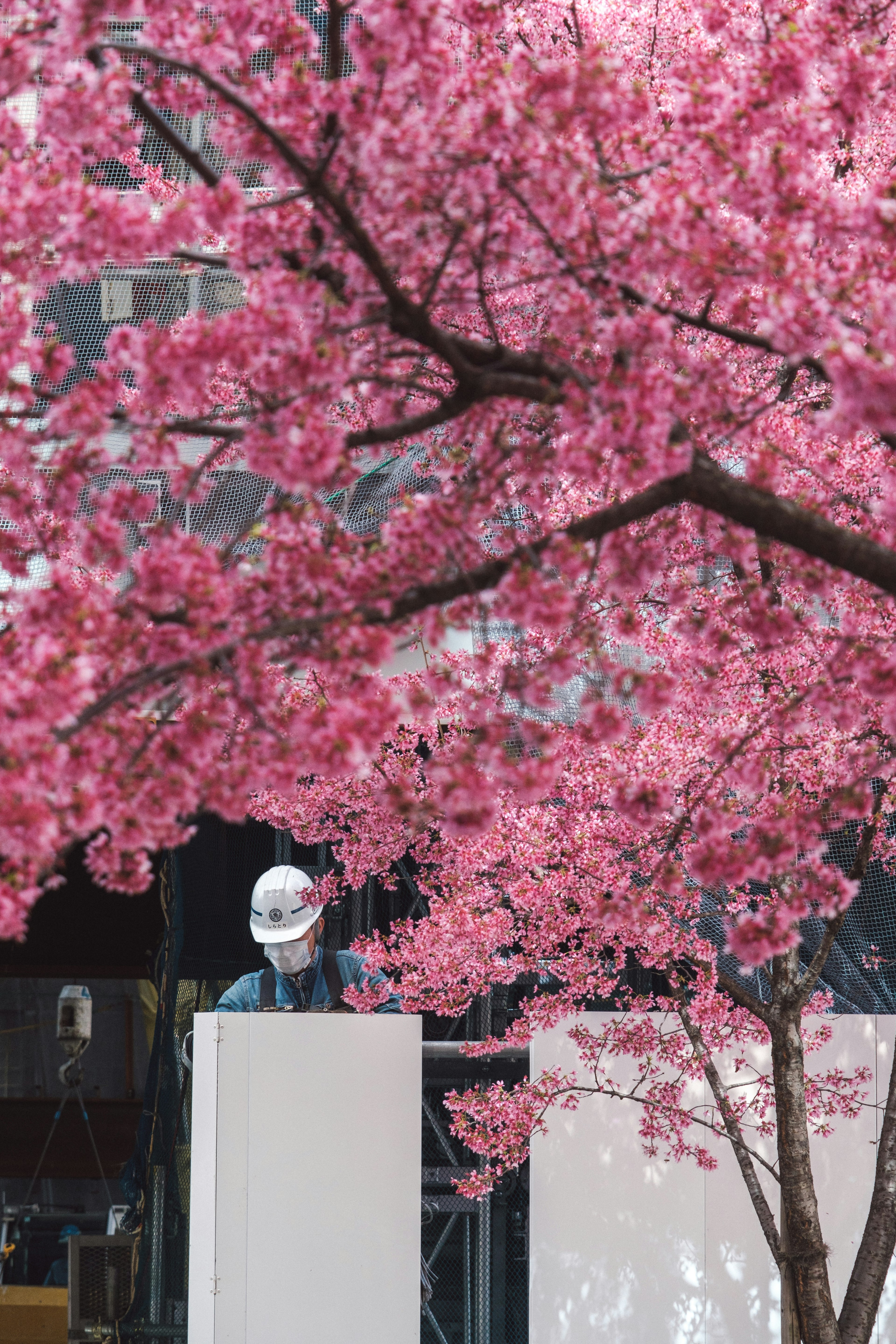 Worker in a hard hat surrounded by blooming cherry blossoms