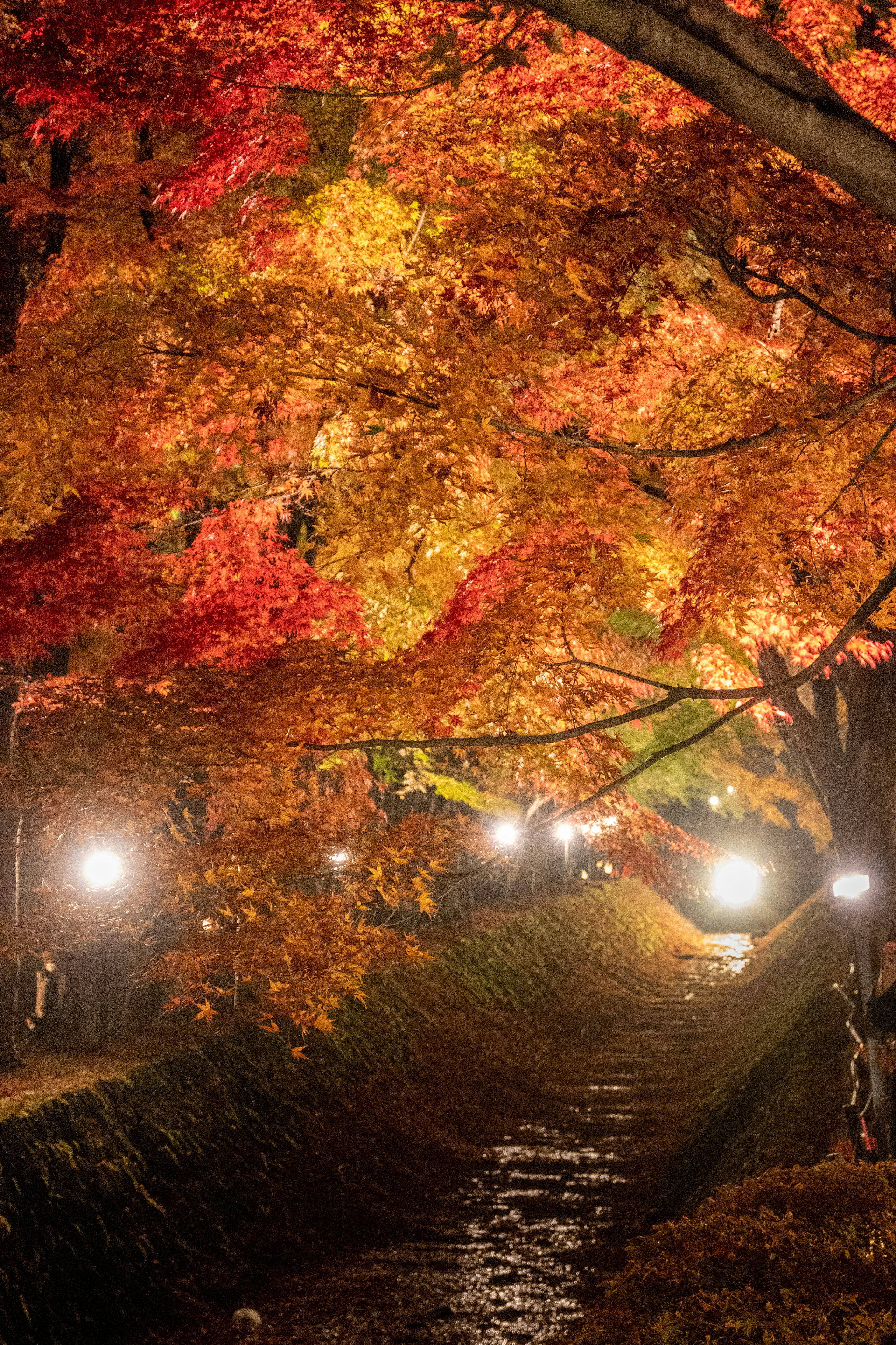 Scenic pathway lined with colorful autumn leaves illuminated by lights