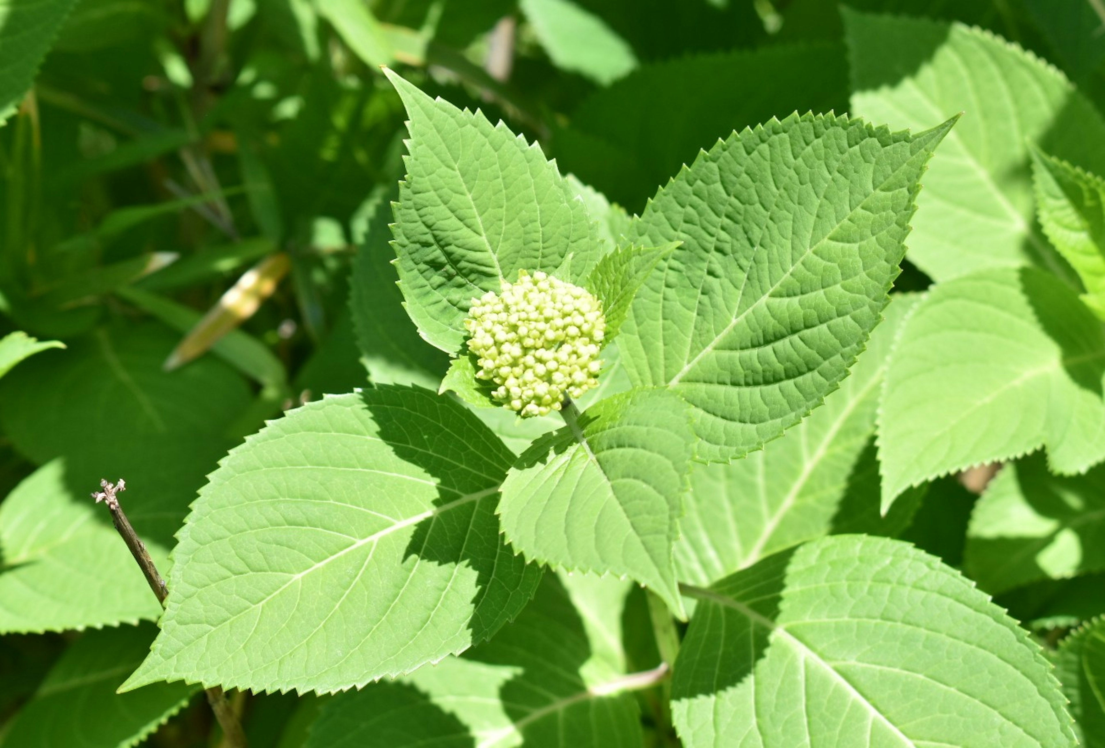 Plante d'hydrangea avec des feuilles vertes et un bouton floral