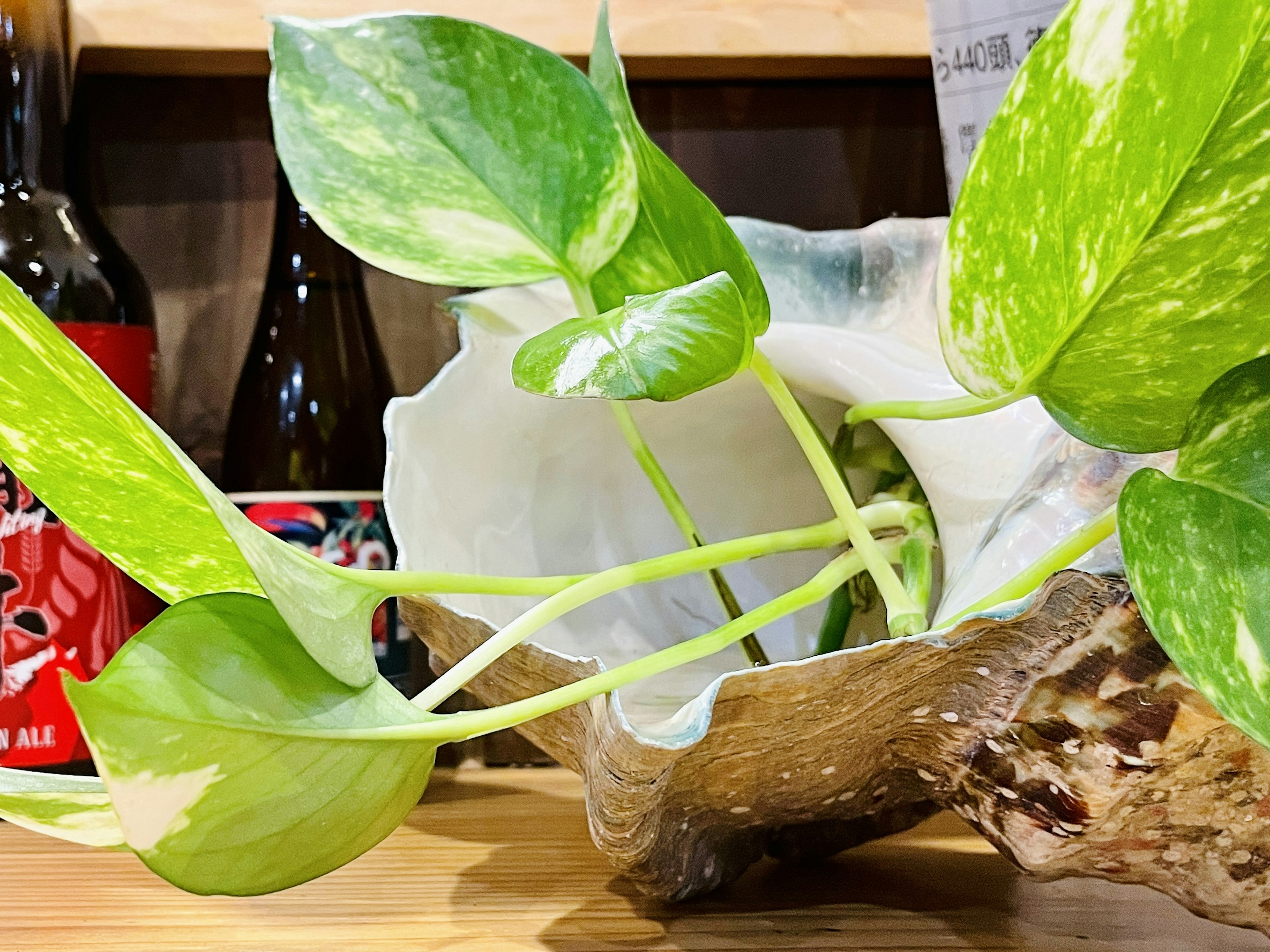 Pothos plant with green leaves in a ceramic pot