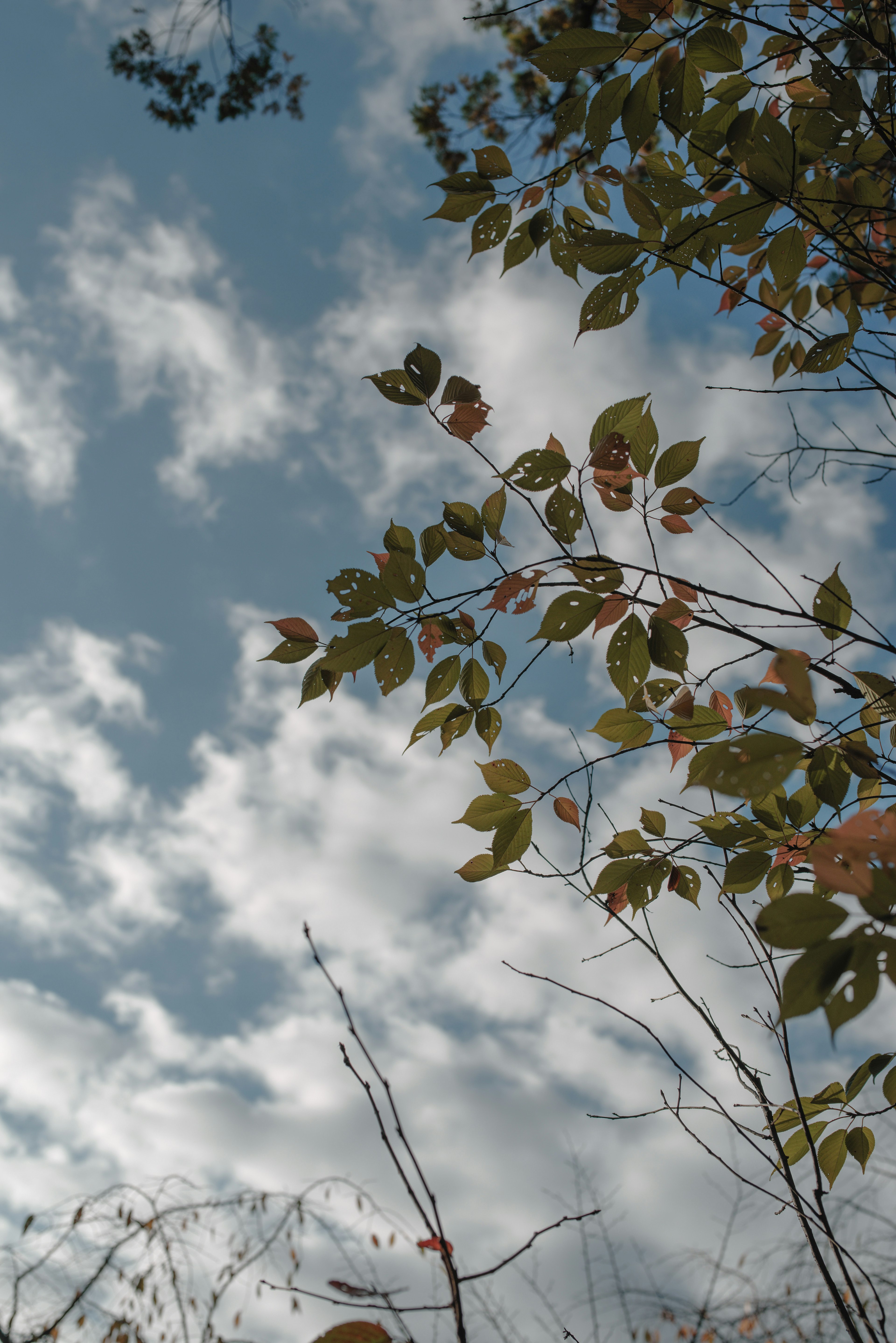 Ramas con hojas bajo un cielo azul y nubes