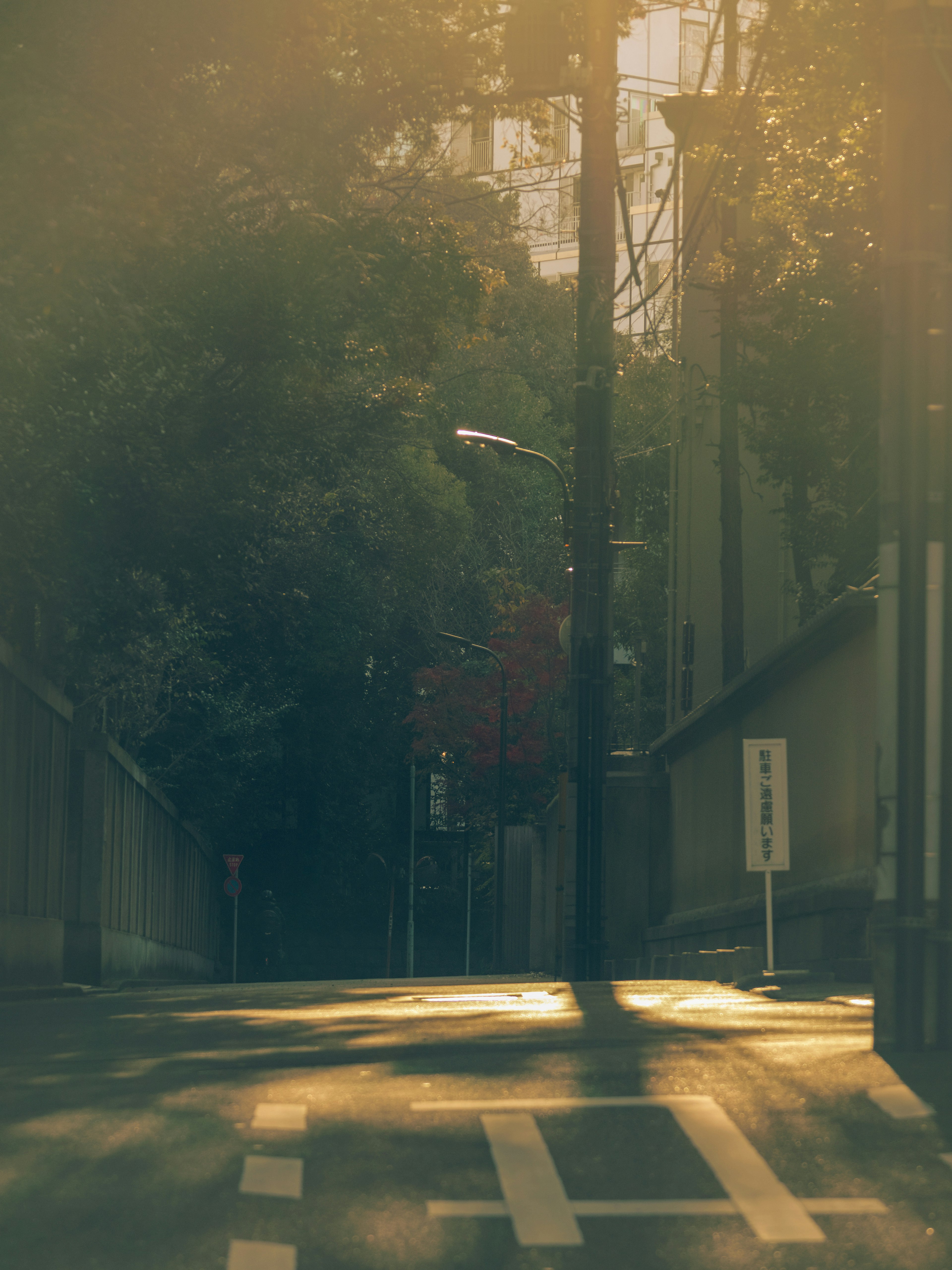 静かな街道に差し込む柔らかな夕日と影のある風景