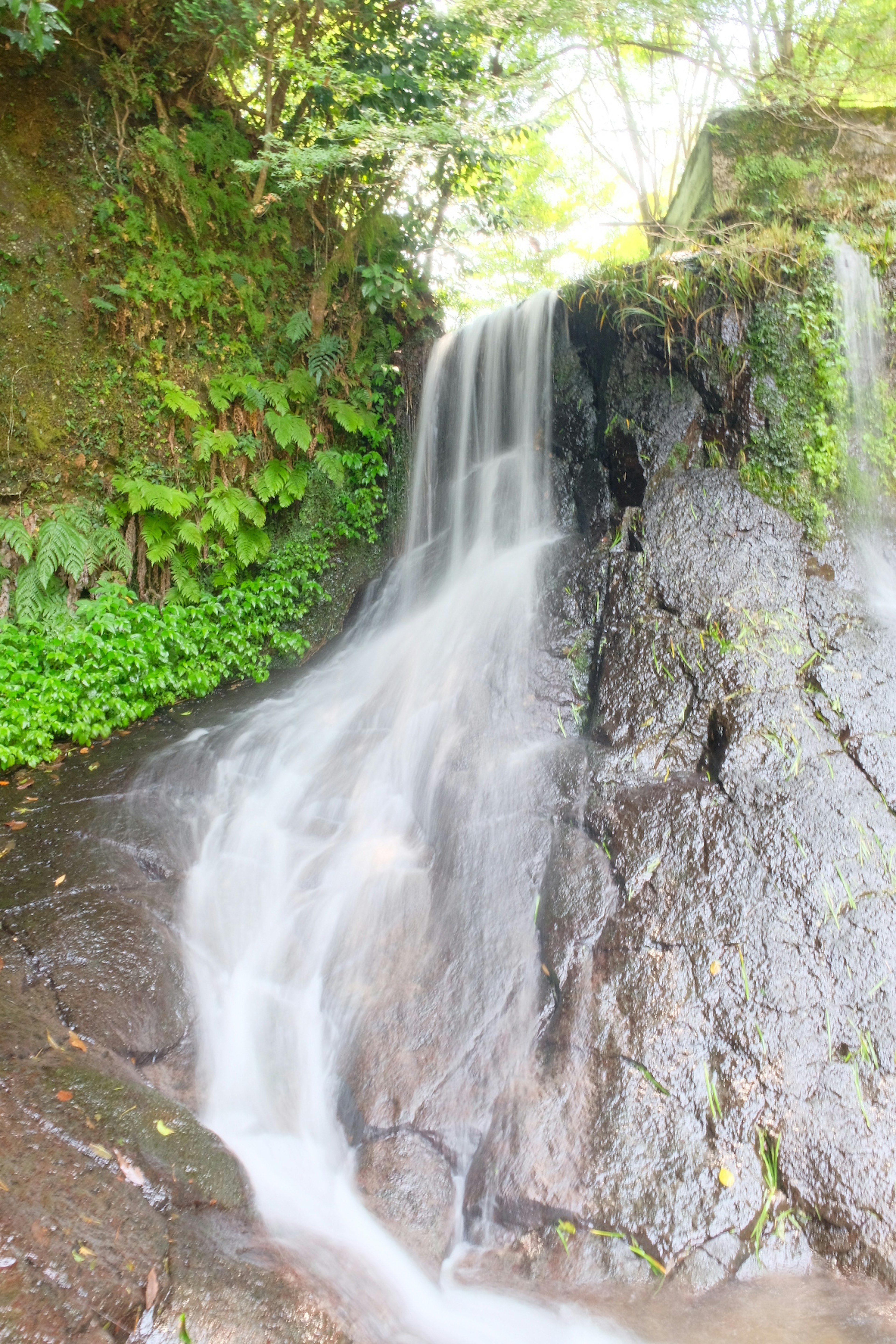 Une belle scène d'une cascade lisse tombant sur des rochers entourés d'une végétation luxuriante