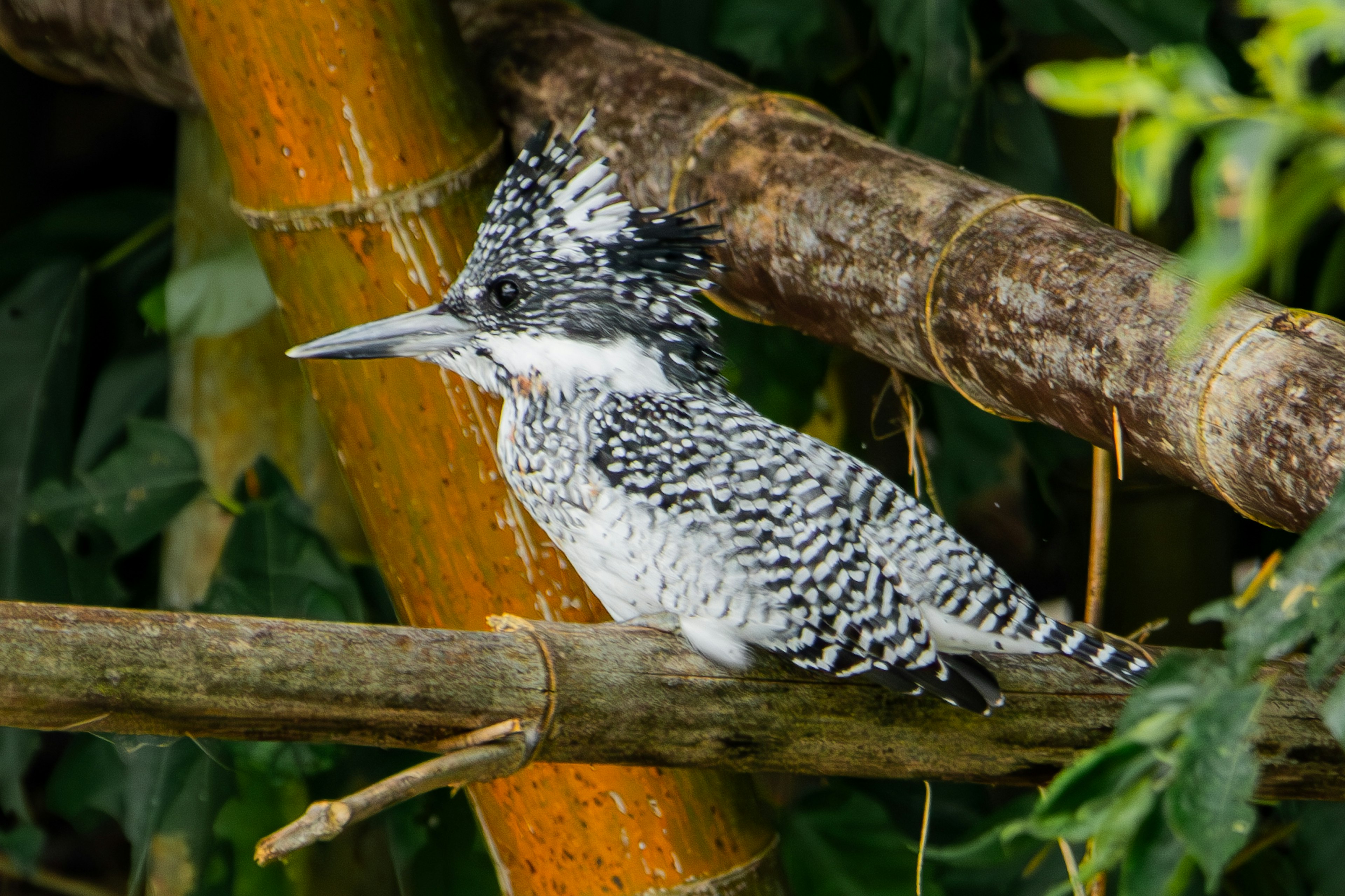 A black and white feathered kingfisher perched on a branch