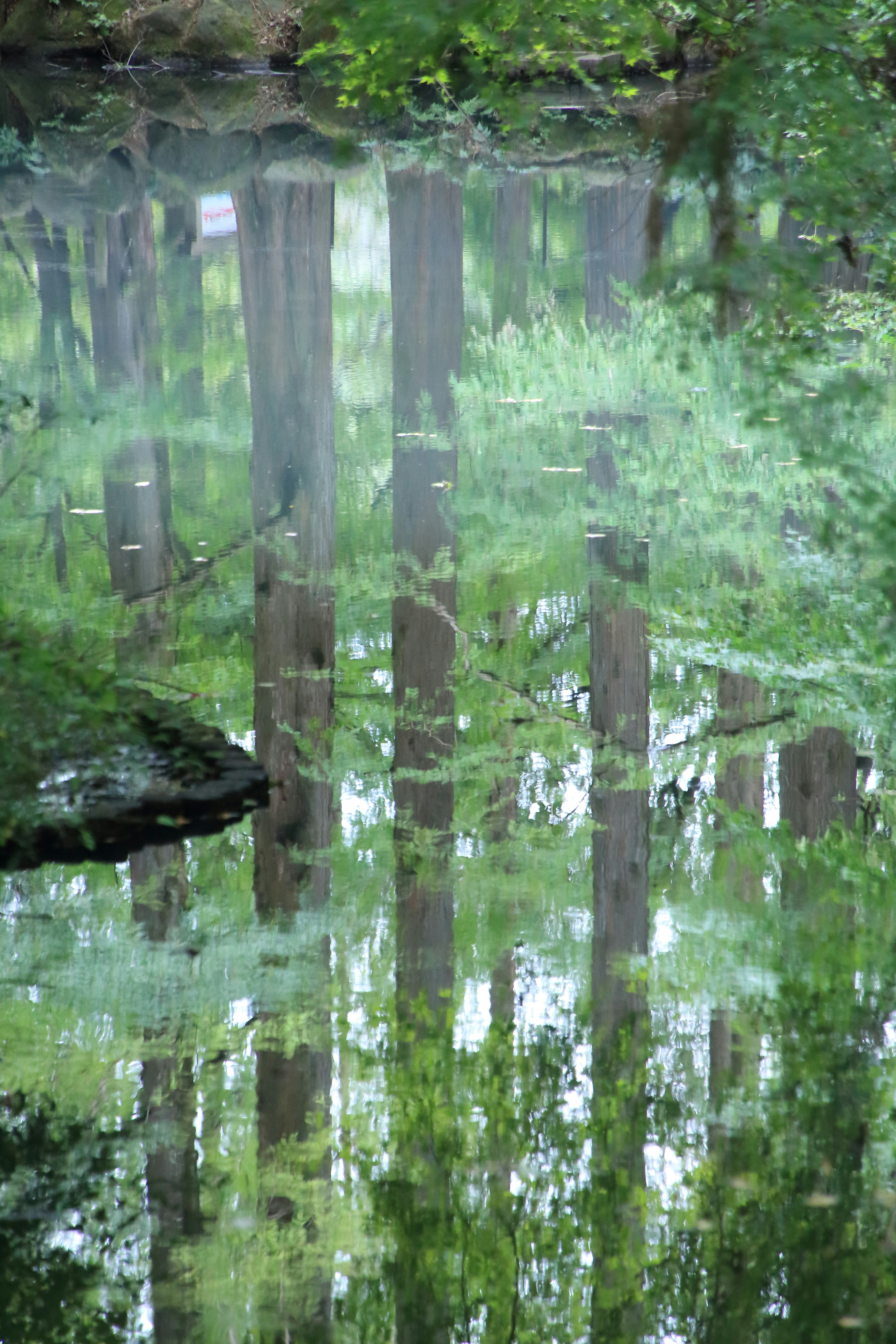 Riflesso degli alberi in un laghetto tranquillo con nebbia