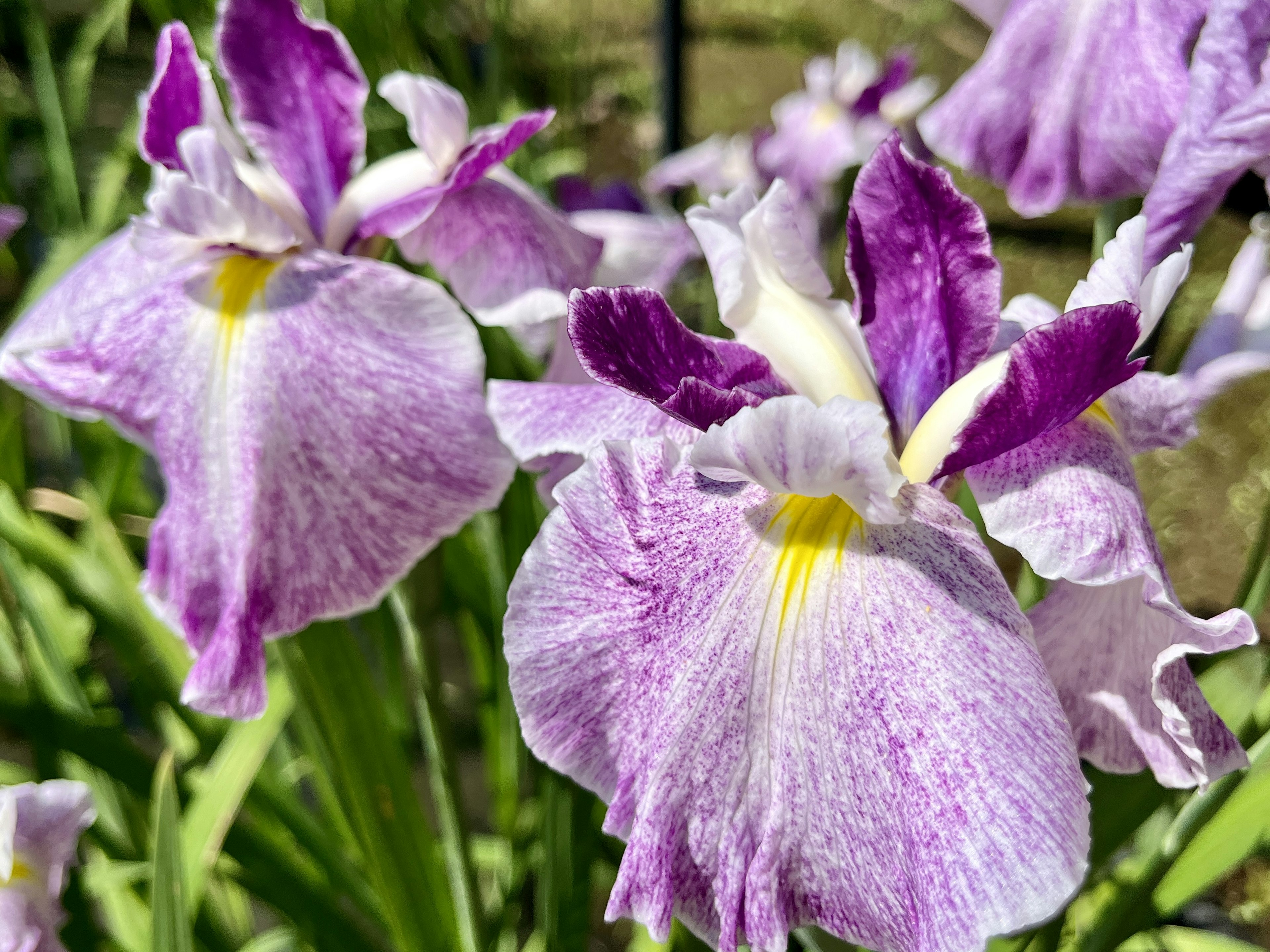 Flores de iris moradas vibrantes en flor en un jardín