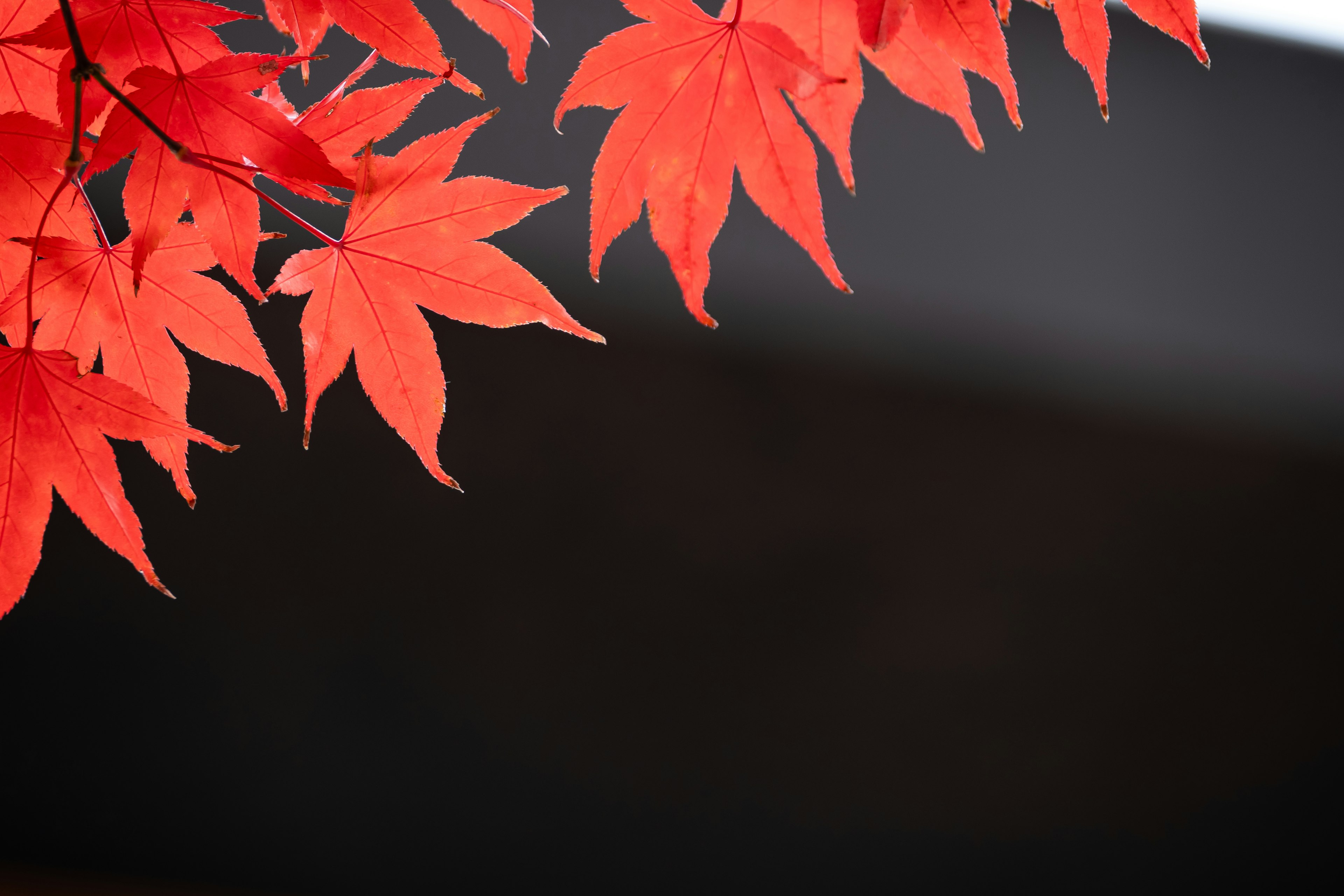 Vibrant red maple leaves against a dark background