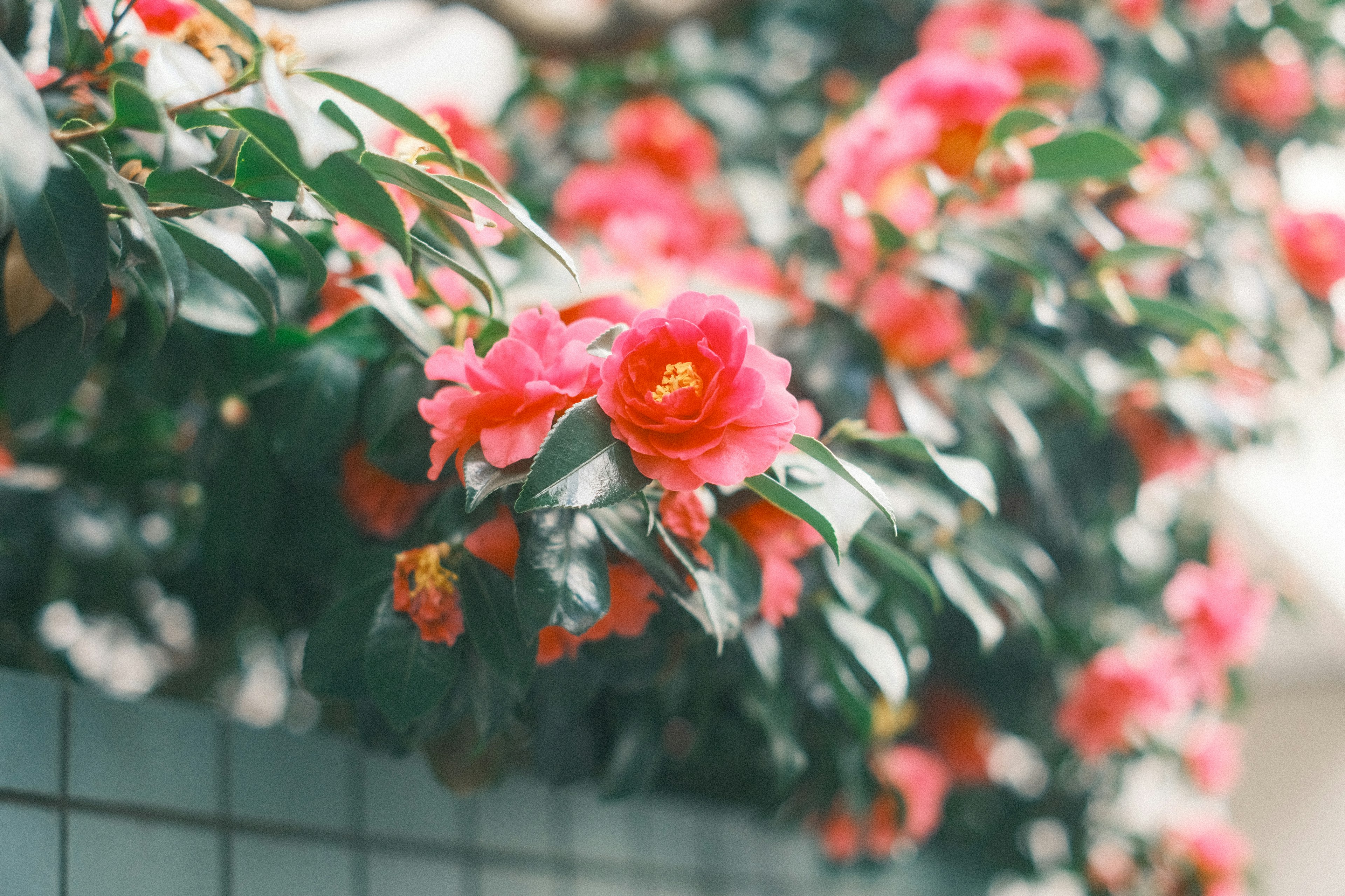 鮮やかなピンクの花が咲くツバキの枝