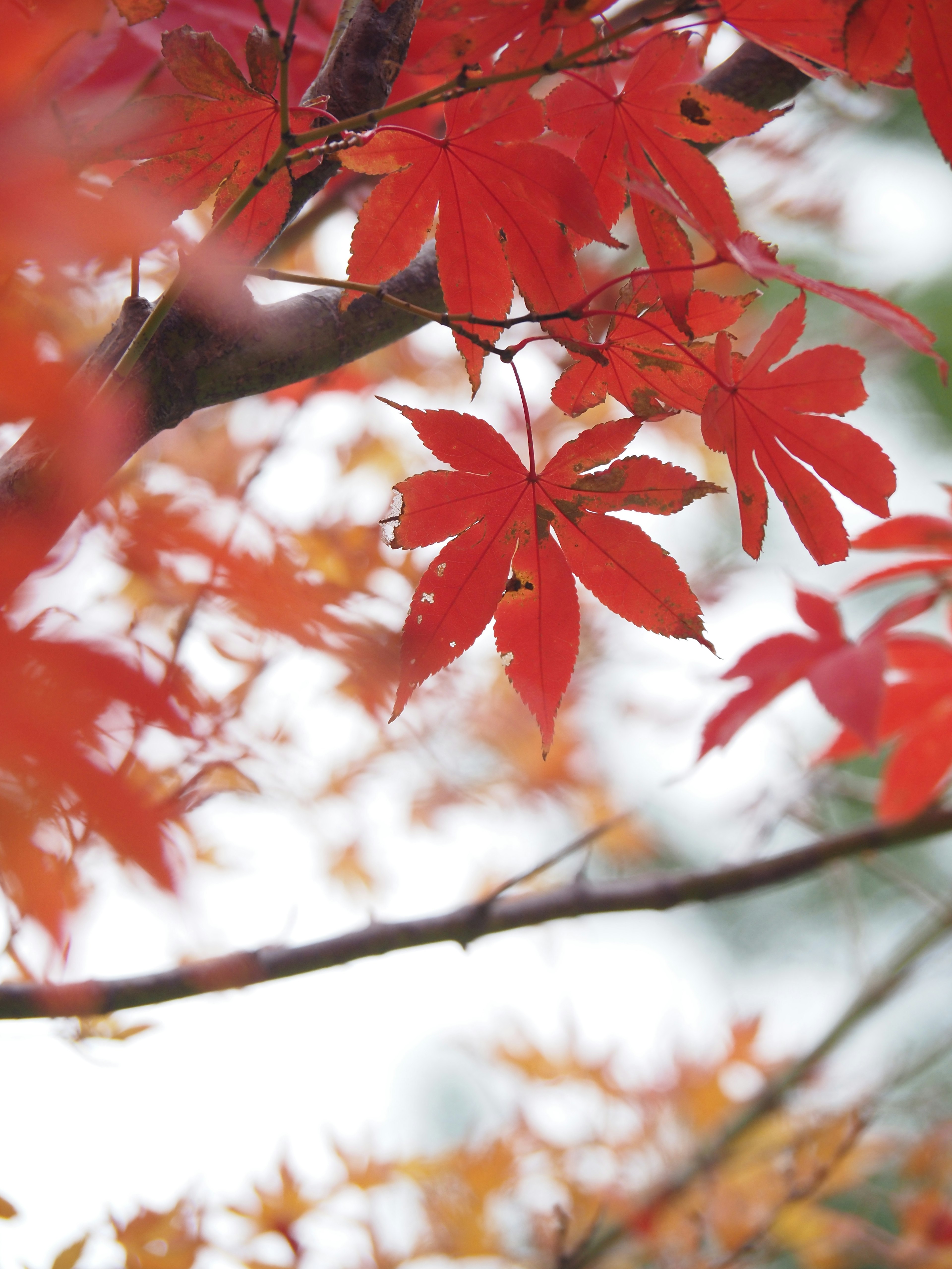 Acercamiento de hojas rojas vibrantes en una rama de árbol