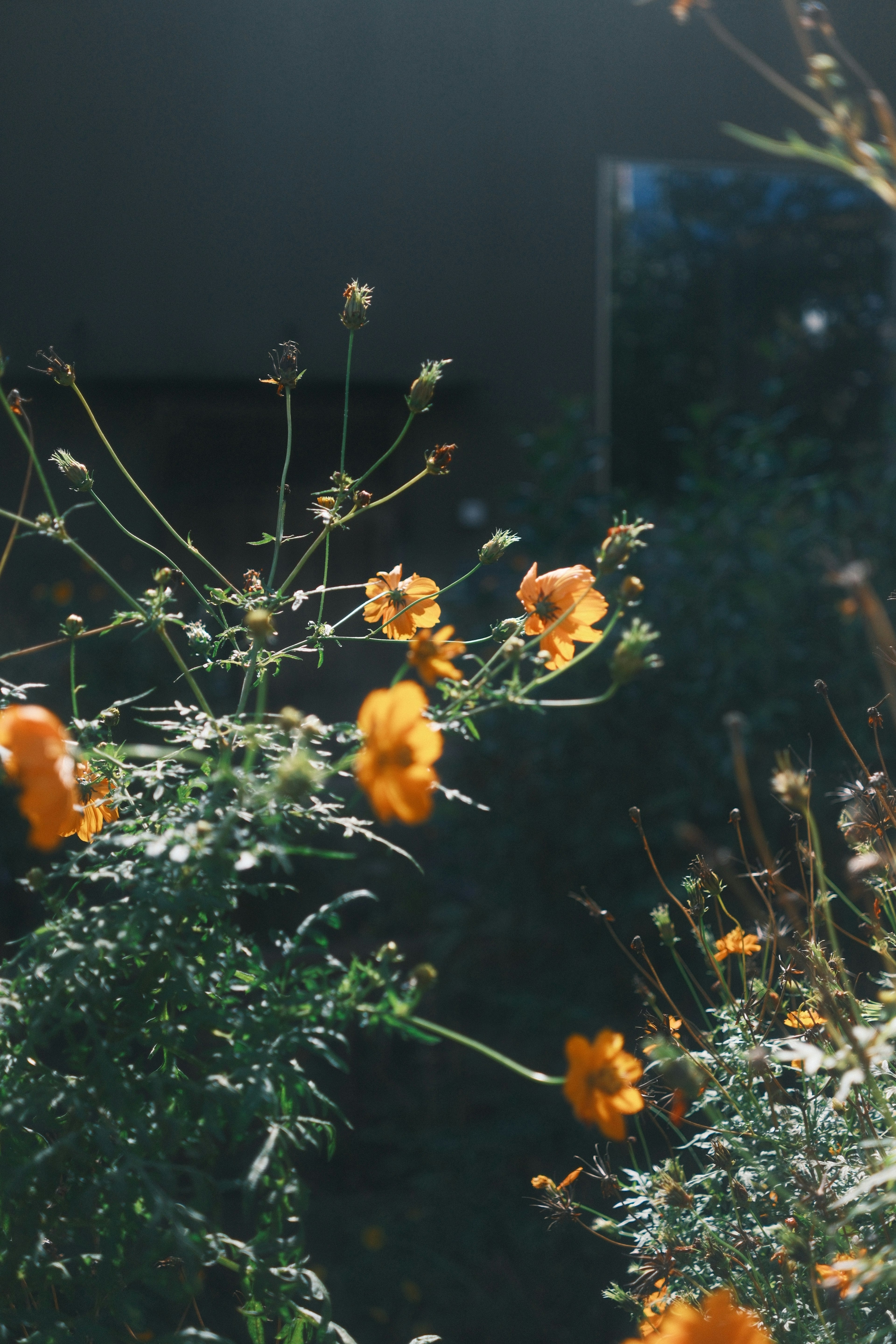 Nahaufnahme von orangefarbenen Blumen mit grünem Laub in sanftem Licht